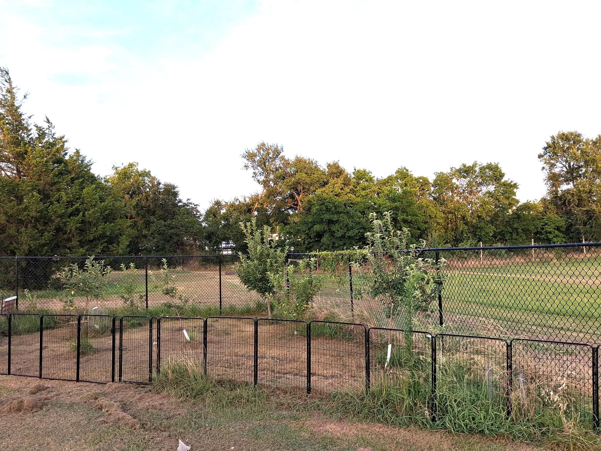 Eleven Different Fruit Trees
