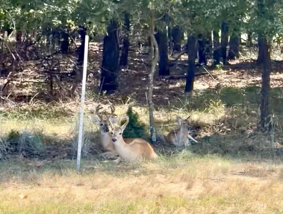 Deer in the neighborhood.