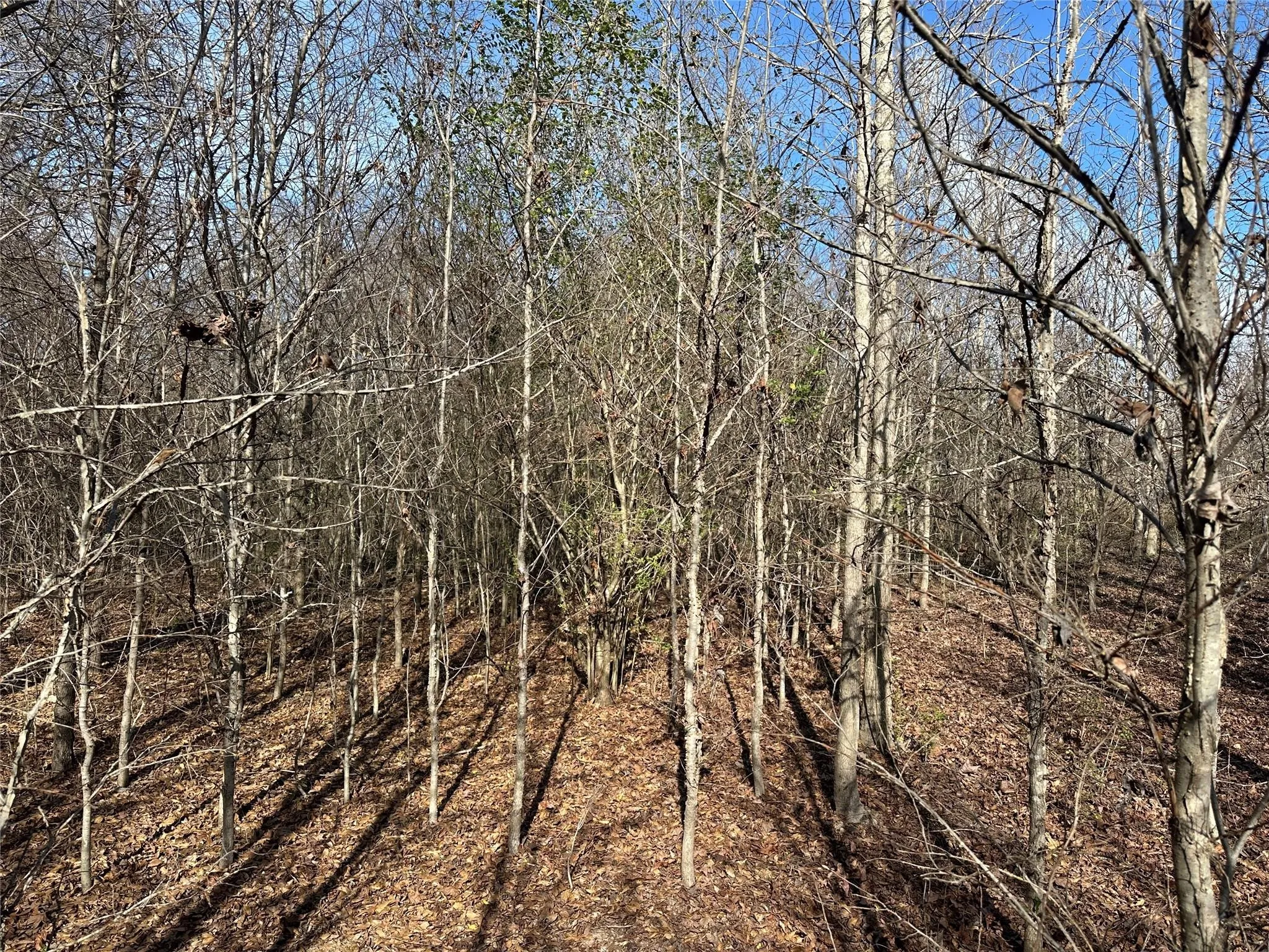 Unimproved Land For Sale in Hopkins County , 0000 County Road 2324, Como, Texas 75431, 0, 0, Garage spaces, 0 Sqft, built in 0, mls#21335124, Real Estate Agent in Como, Homes For Sale in Hopkins county, Homes For Sale in Como, Realtor in Como Texas, Real Estate Brokerage Independent Realty Texas, Luminita Cordes Realtor