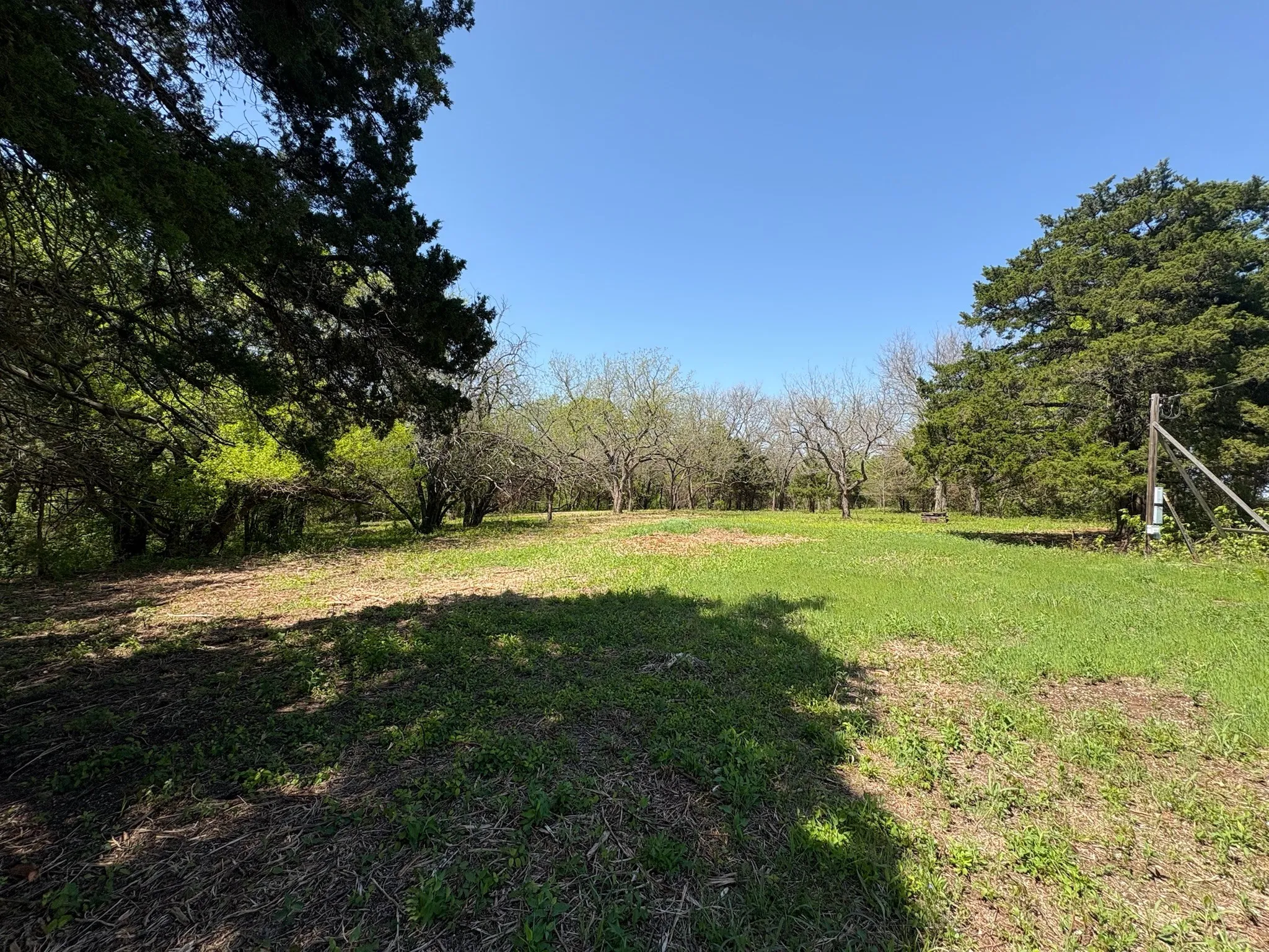 Expansive grassy clearing featuring varied tree species and abundant natural light
