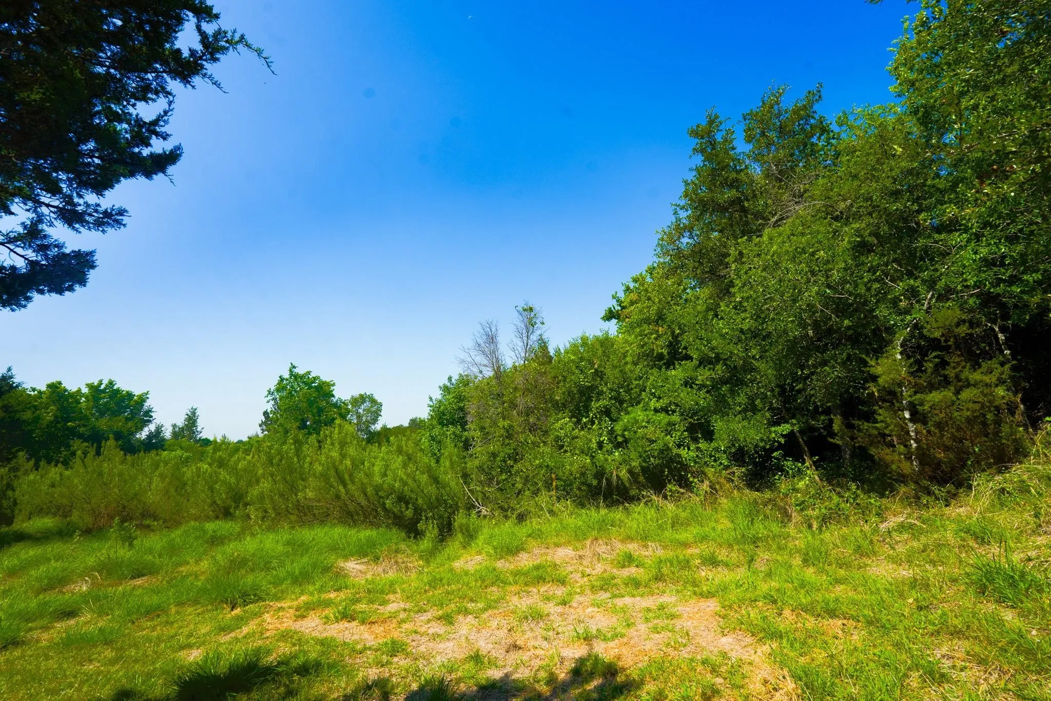Expansive natural landscape featuring lush green foliage and mature trees