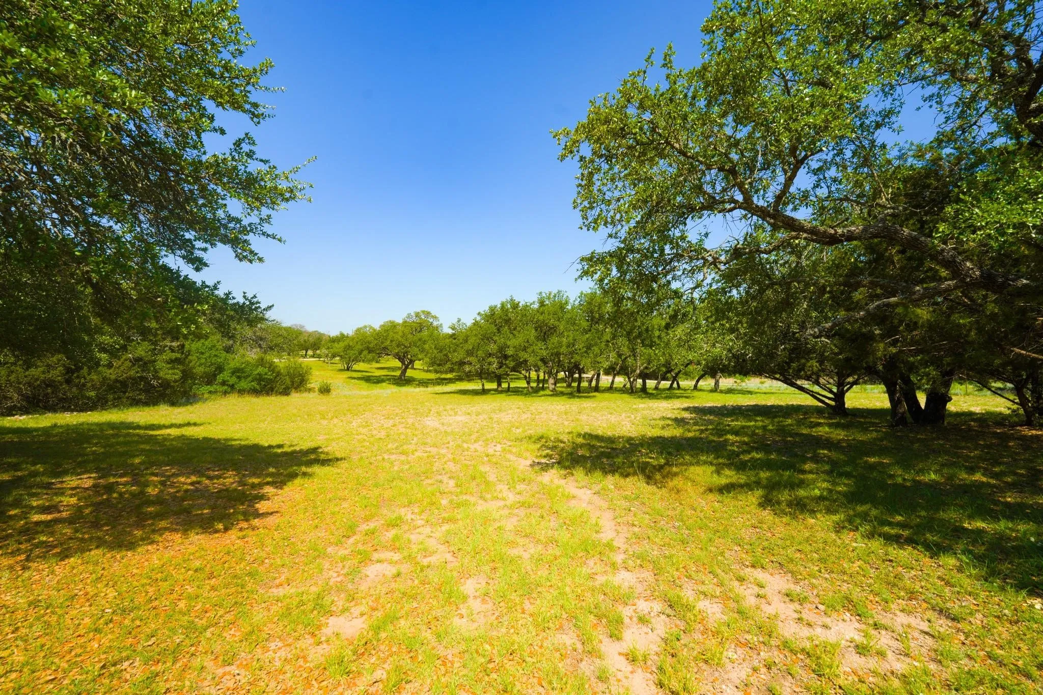 Expansive open land featuring a clear blue sky, numerous mature trees, natural ground cover, and dappled sunlight