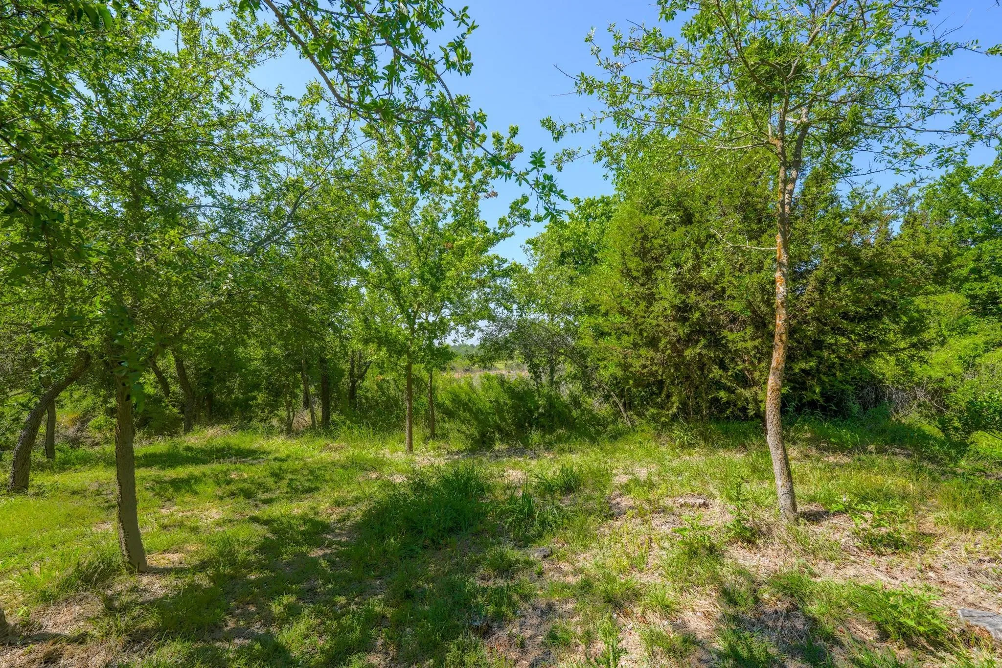 Expansive natural landscape with mature trees and varied foliage, featuring a clear sky overhead