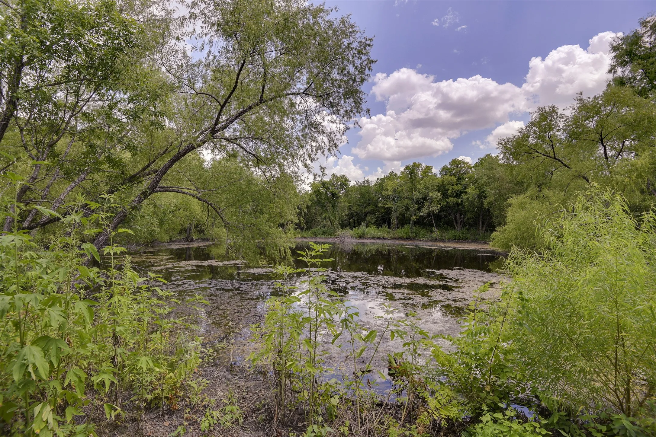 Large pond with clearing around for access.