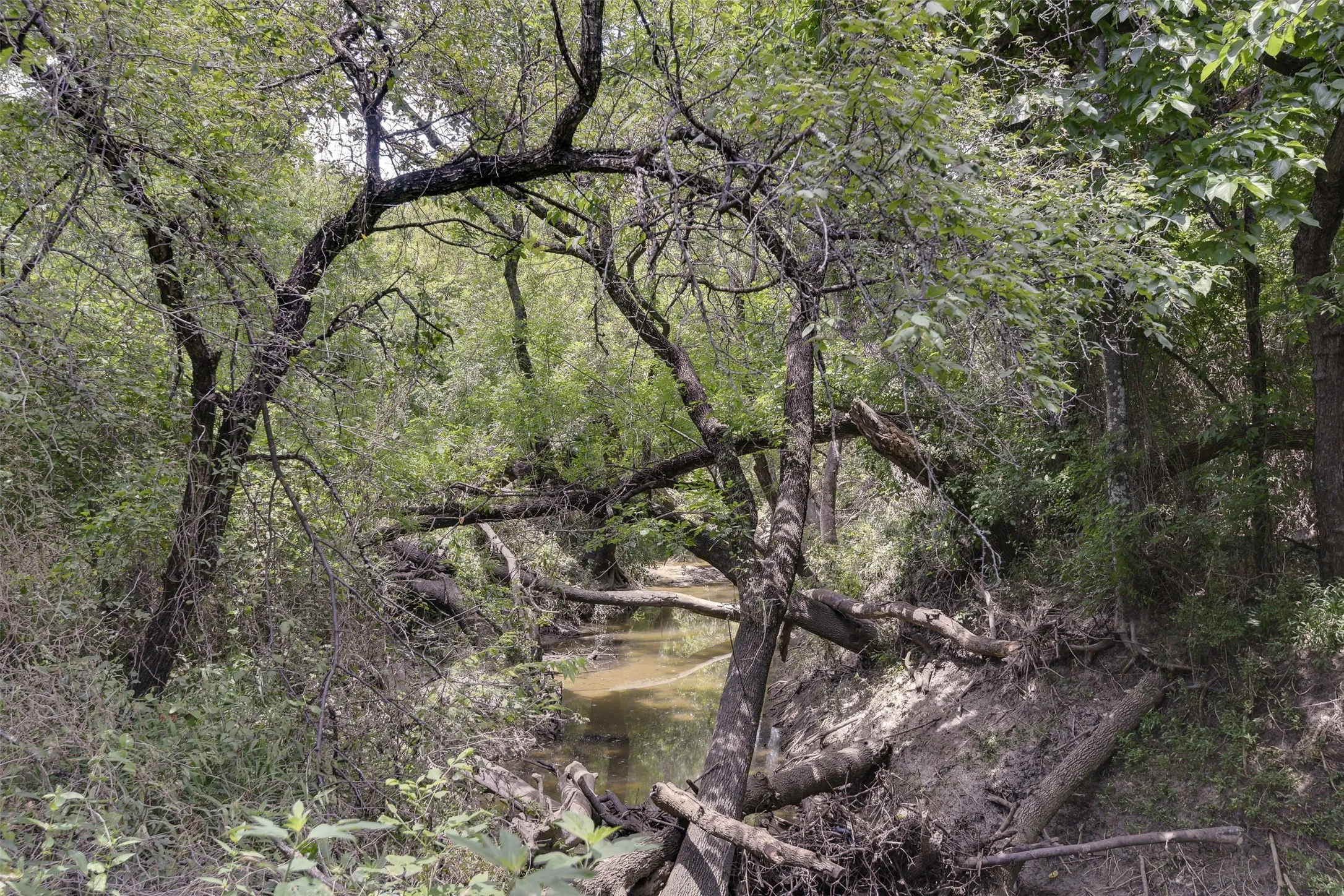 Wooded natural landscape featuring a winding creek and abundant foliage