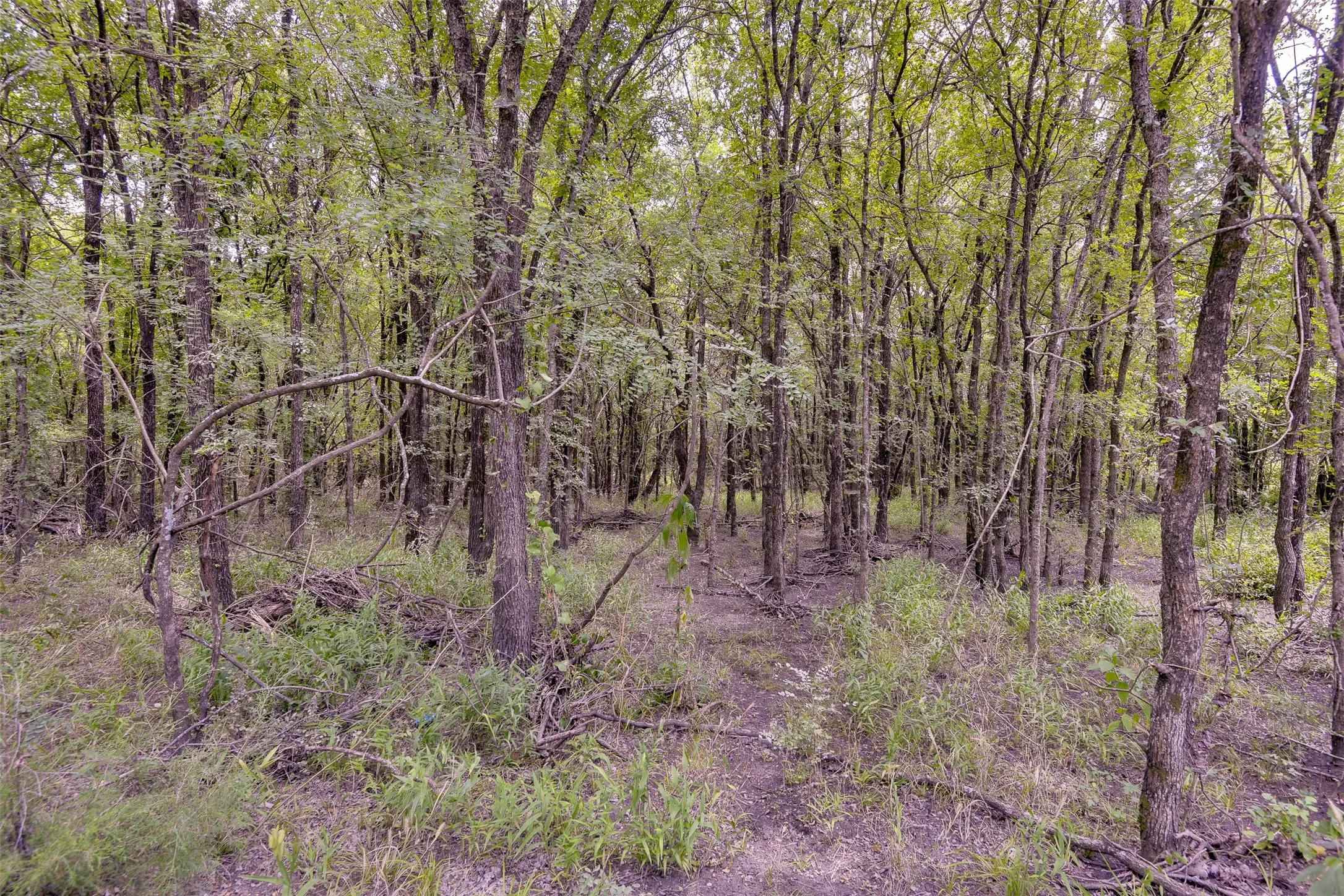 Wooded acreage with mature trees and natural ground cover