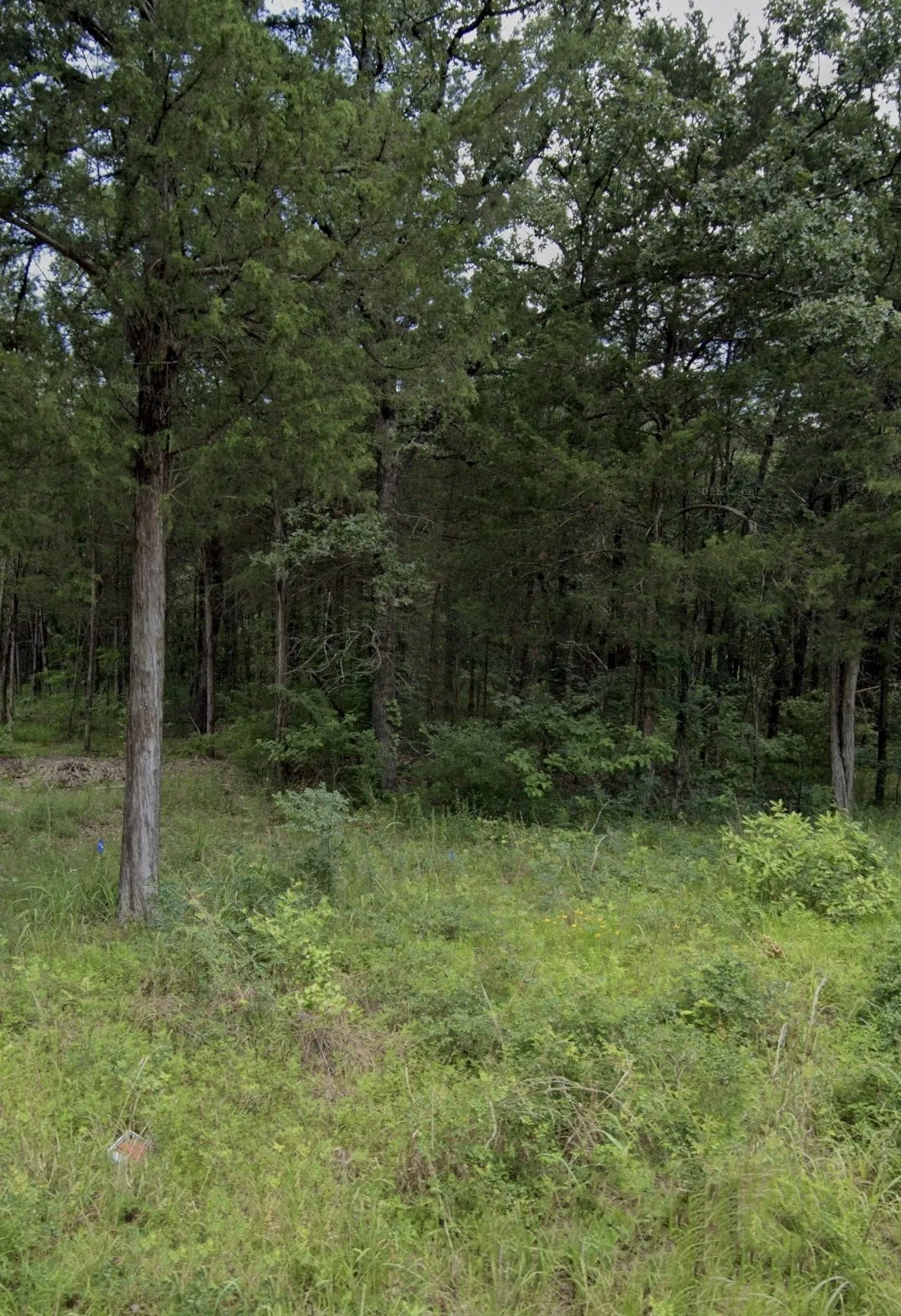 Wooded parcel with mature deciduous and evergreen trees
