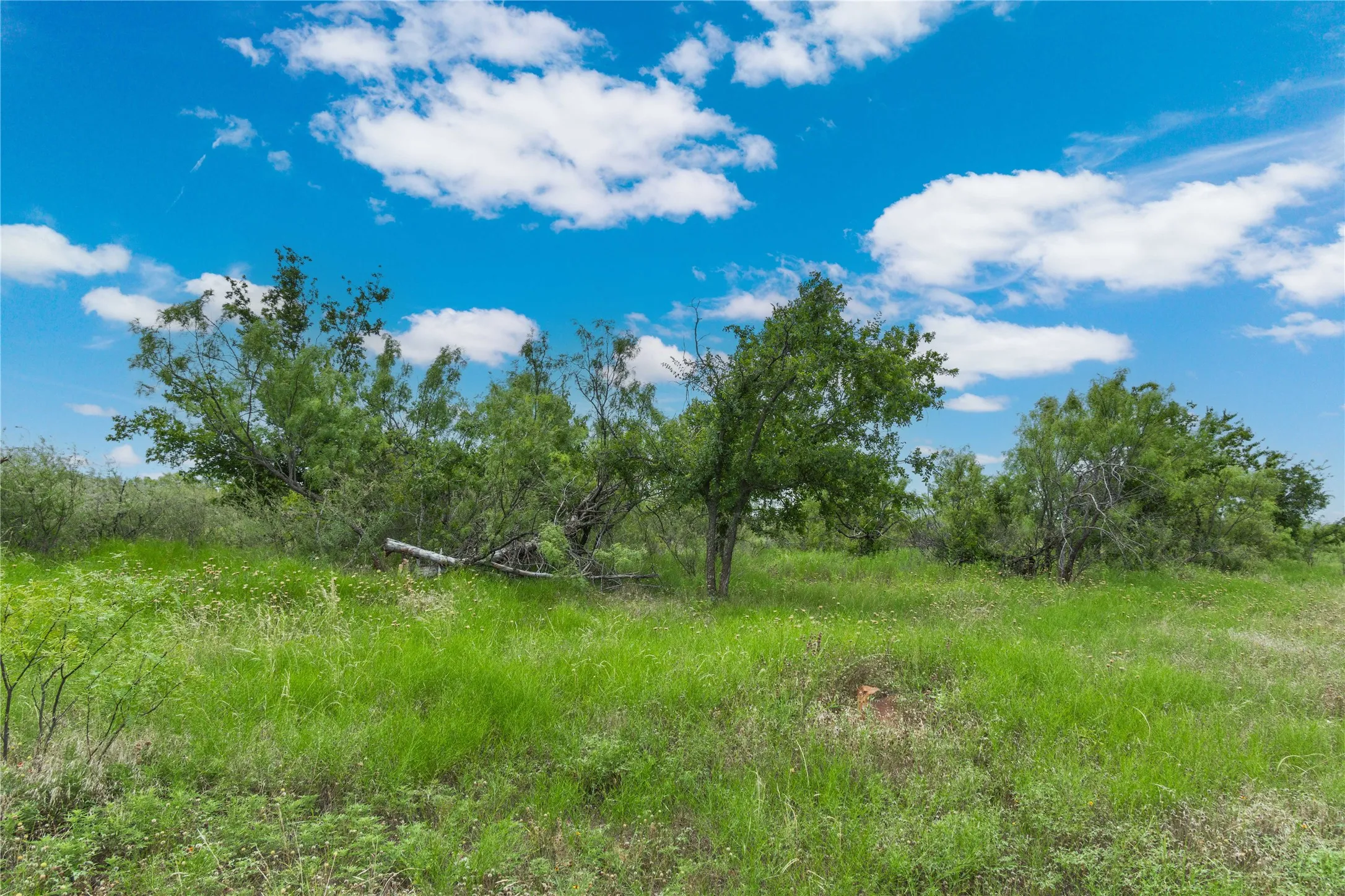 Expansive natural landscape featuring mature trees and lush green foliage under a vibrant blue sky