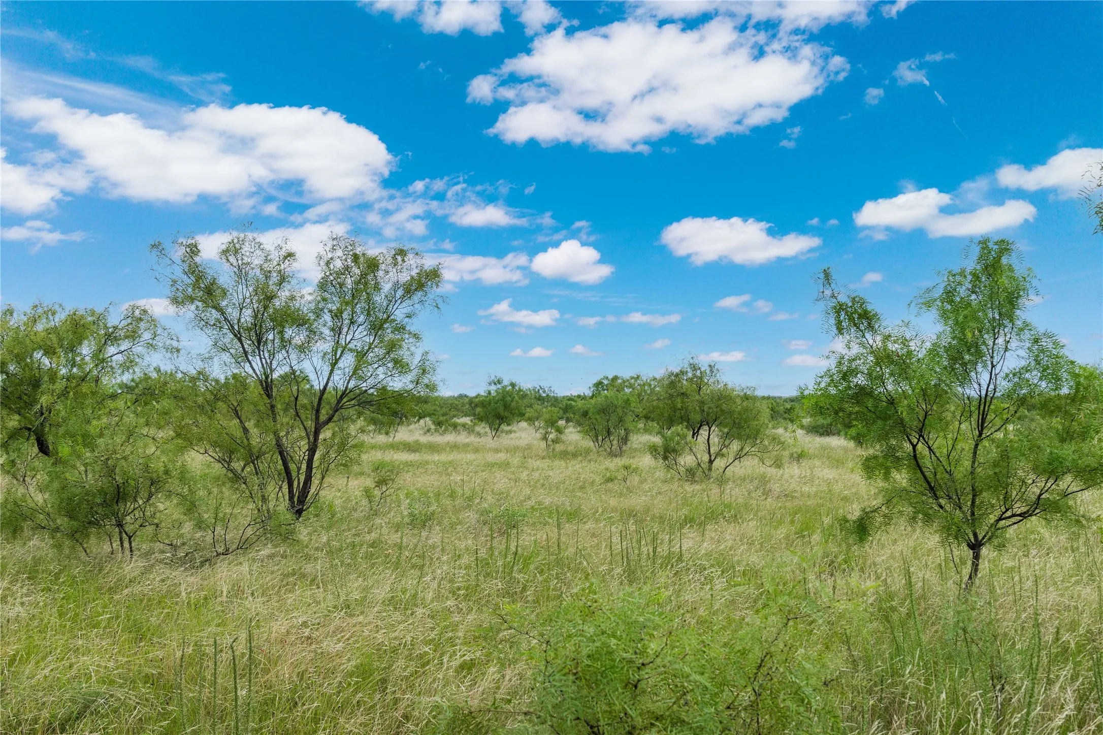 Expansive natural landscape featuring scattered mature trees and abundant tall grasses under a clear blue sky with white clouds