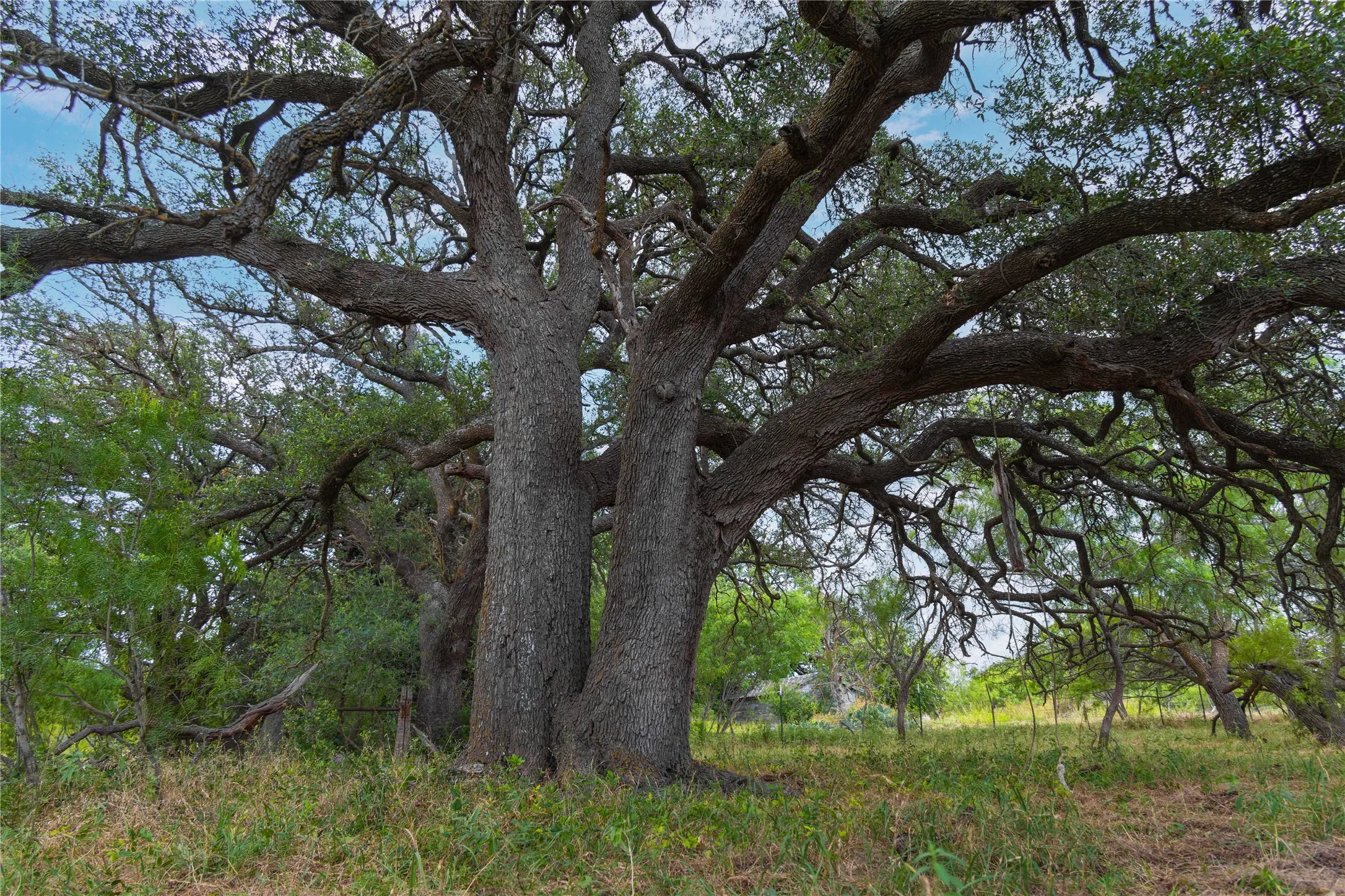 Unimproved Land For Sale in Brown County , 6000 Fm 586 S, Bangs, Texas 76823, 0, 0, Garage spaces, 0 Sqft, built in 0, mls#21335651, Real Estate Agent in Bangs, Homes For Sale in Brown county, Homes For Sale in Bangs, Realtor in Bangs Texas, Real Estate Brokerage Independent Realty Texas, Luminita Cordes Realtor