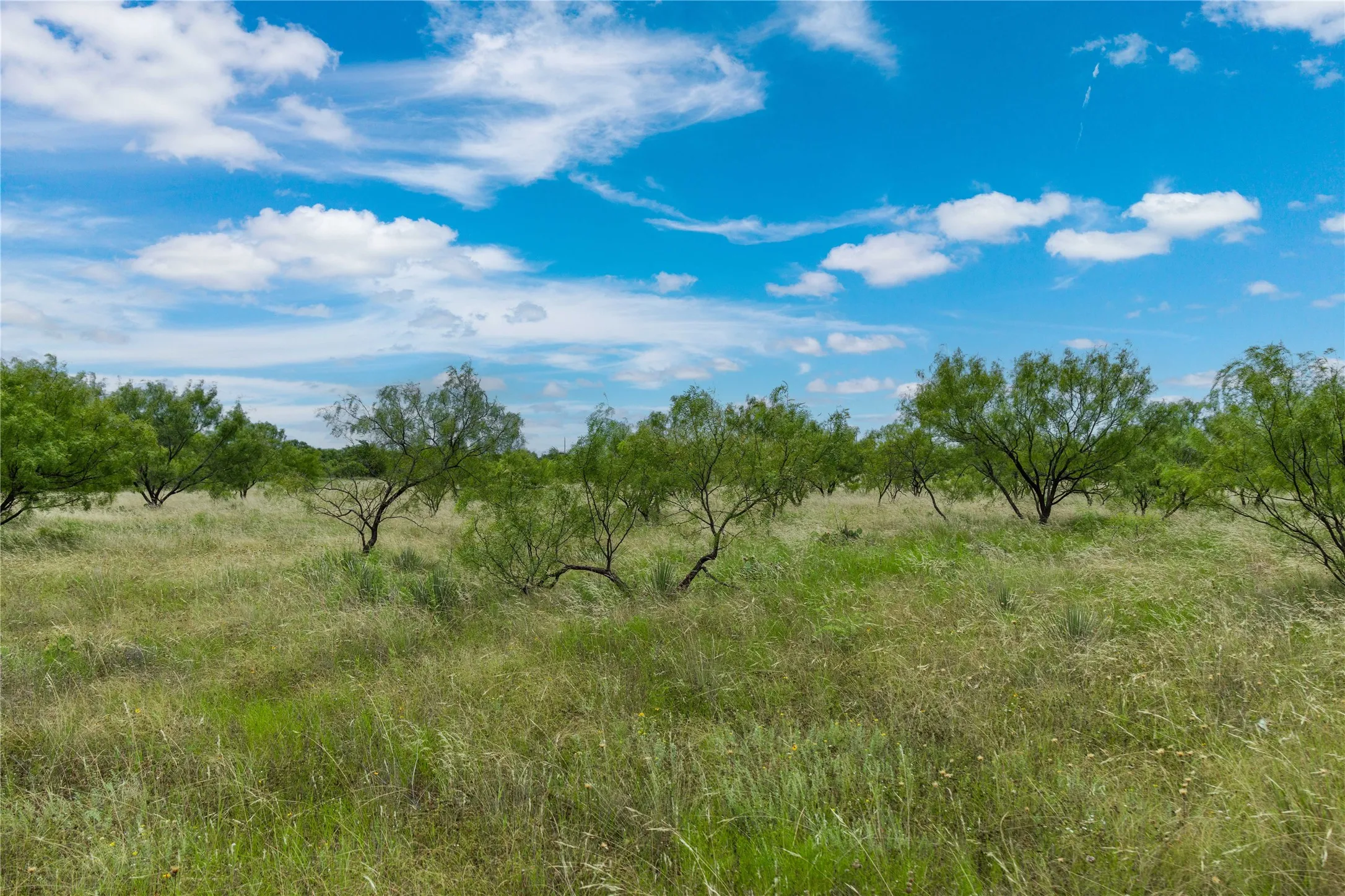 Expansive land parcel featuring natural grasses and scattered deciduous trees under a clear sky