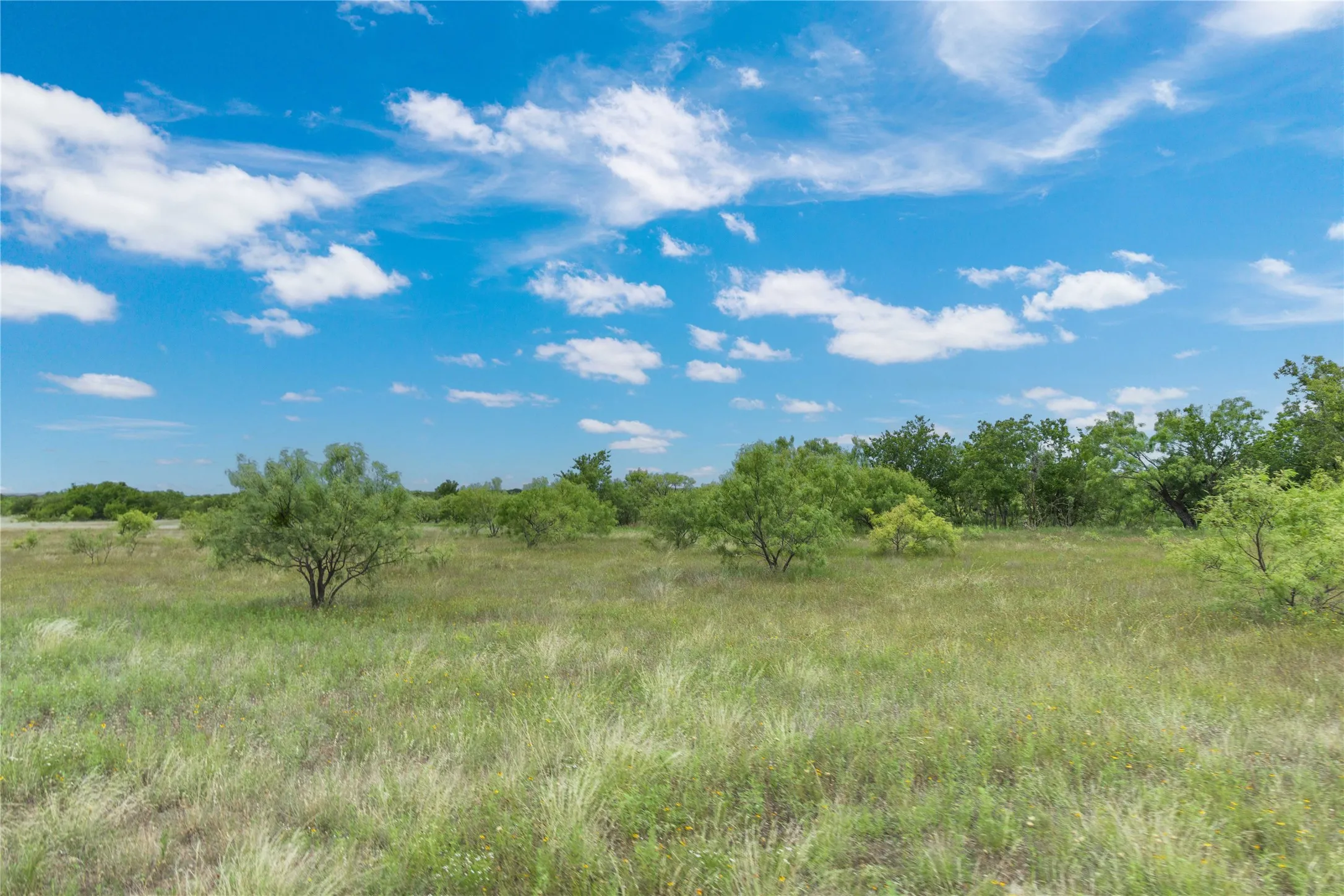 Expansive natural landscape with varied green foliage and mature trees under a clear blue sky