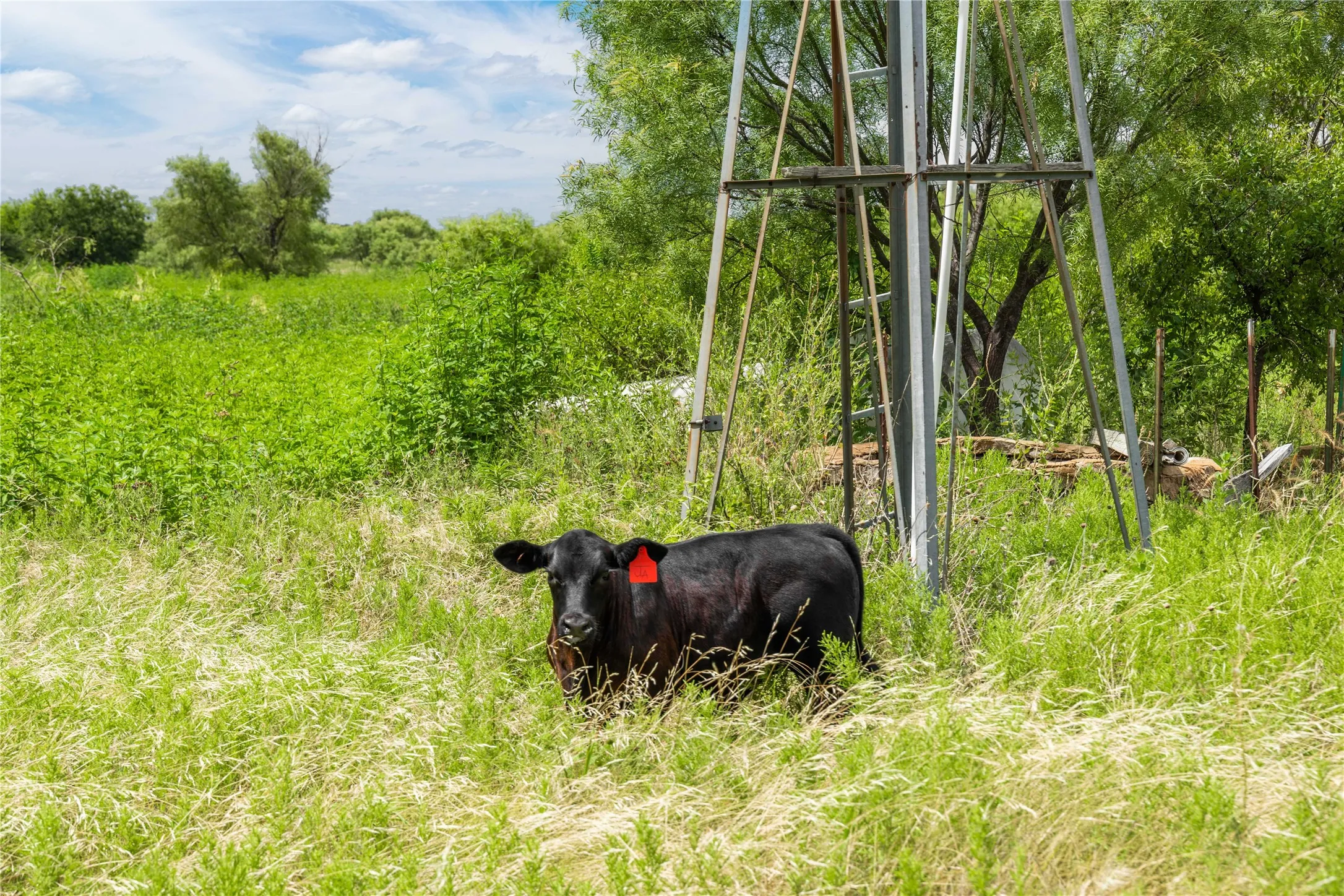 Expansive natural landscape featuring a metal windmill structure and abundant green foliage