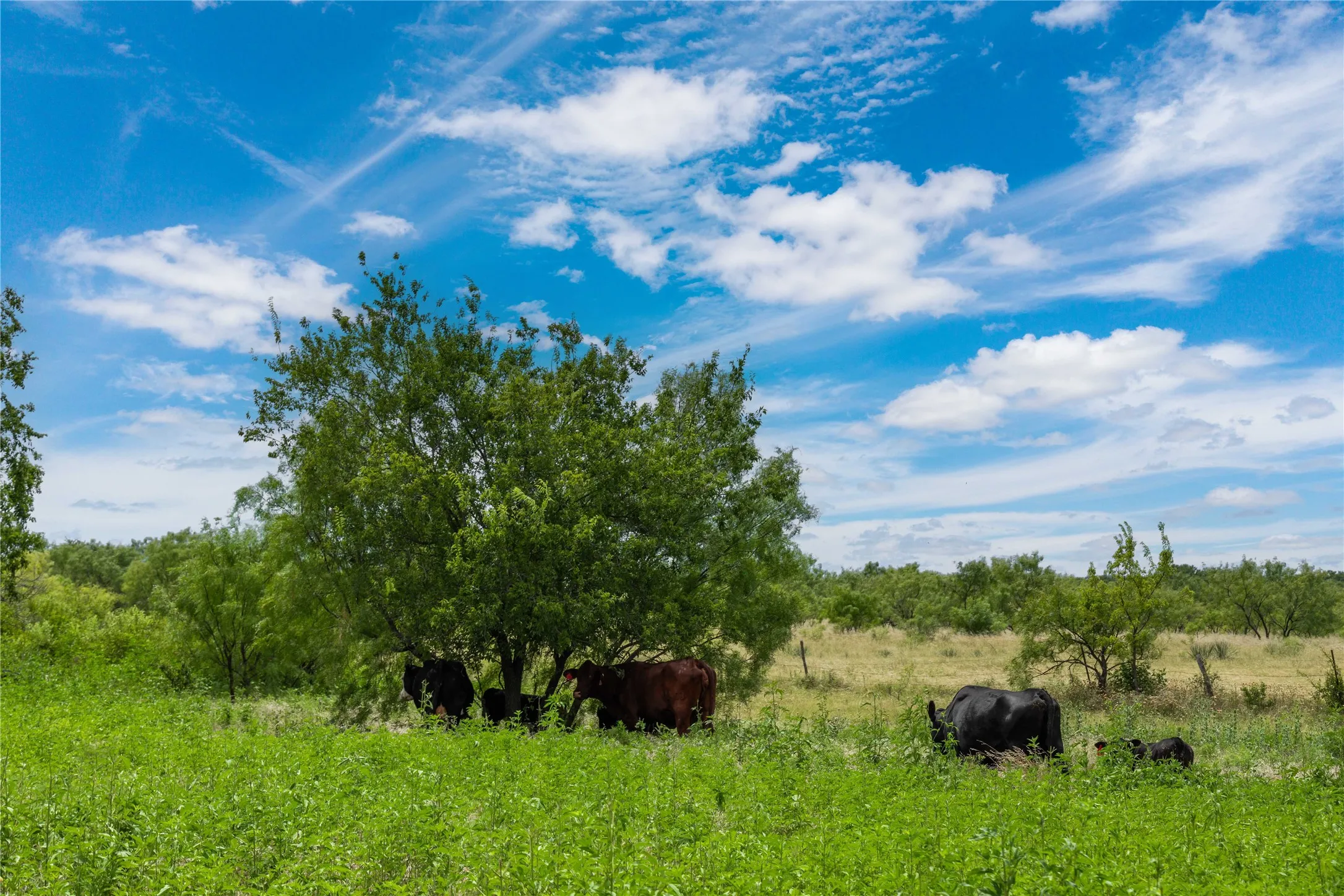 Expansive green pastureland with mature trees
