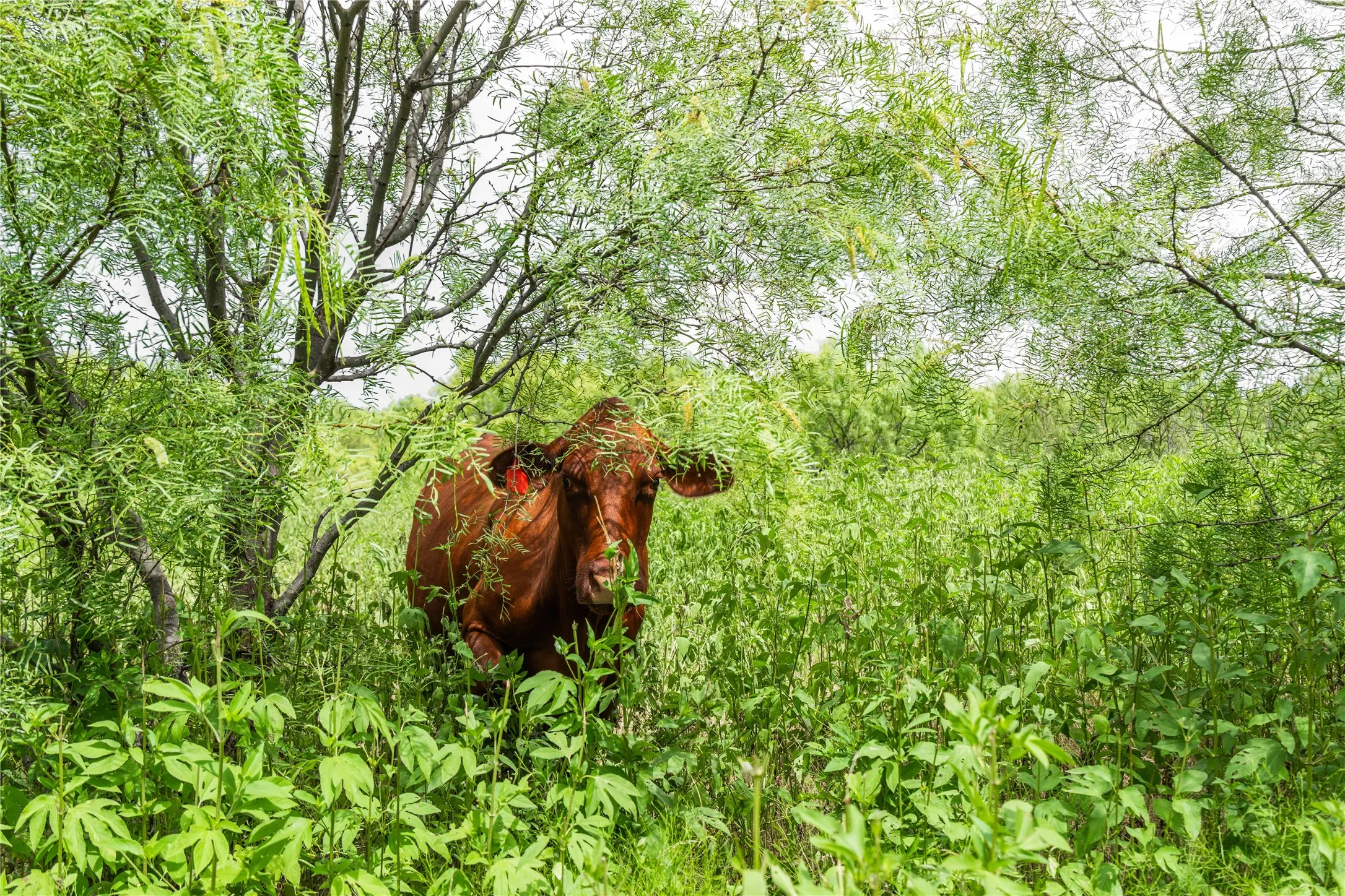 Unimproved Land For Sale in Brown County , 6000 Fm 586 S, Bangs, Texas 76823, 0, 0, Garage spaces, 0 Sqft, built in 0, mls#21335651, Real Estate Agent in Bangs, Homes For Sale in Brown county, Homes For Sale in Bangs, Realtor in Bangs Texas, Real Estate Brokerage Independent Realty Texas, Luminita Cordes Realtor