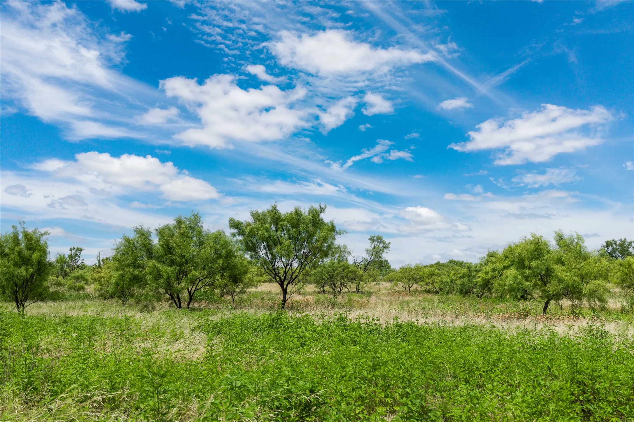 Expansive natural landscape featuring lush green ground cover and scattered mature trees under a broad sky