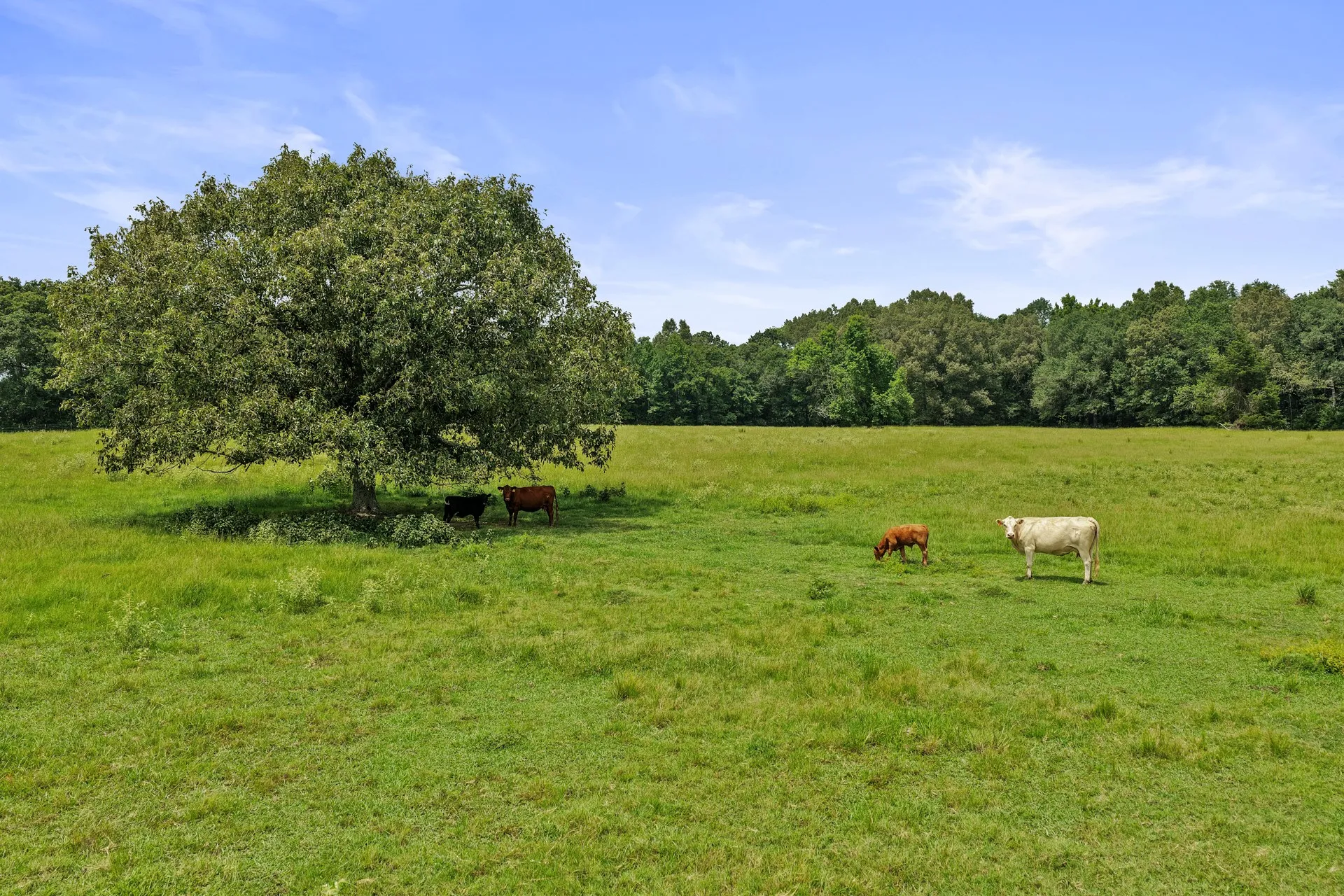 Farm For Sale in Titus County , 2199 County Rd 3150, Cookville, Texas 75558, 4 Bedrooms, 3 Bathrooms, 2 Garage spaces, 3,035 Sqft, built in 1992, Price $1,050,000, mls#21335647, Real Estate Agent in Cookville, Homes For Sale in Titus county, Homes For Sale in Cookville, Realtor in Cookville Texas, Real Estate Brokerage Independent Realty Texas, Luminita Cordes Realtor