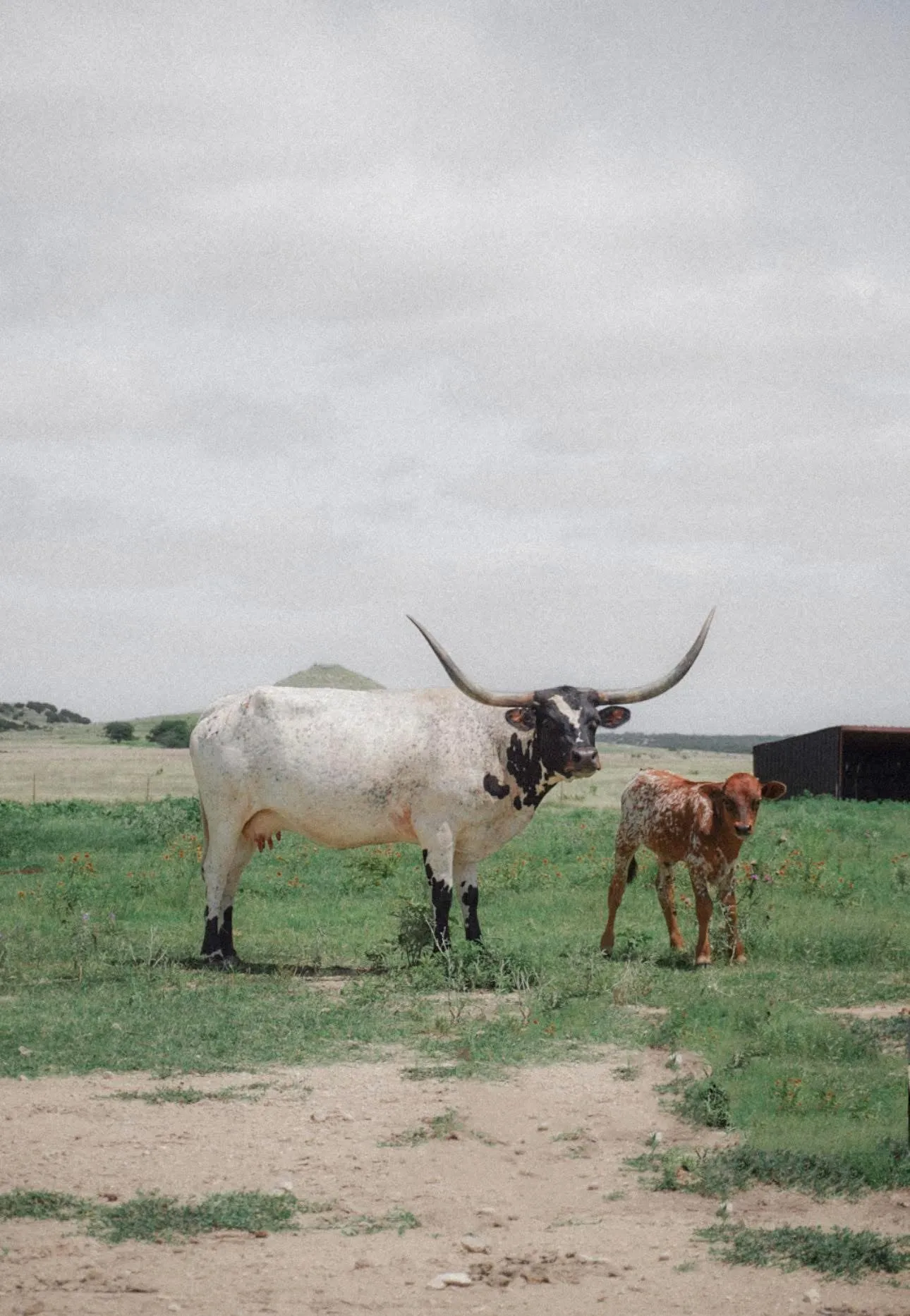 Ranch For Sale in Somervell County , 0000 PR 1256, Glen Rose, Texas 76043, 0, 0, Garage spaces, 0 Sqft, built in 0, Price $999,000, mls#21335872, Real Estate Agent in Glen Rose, Homes For Sale in Somervell county, Homes For Sale in Glen Rose, Realtor in Glen Rose Texas, Real Estate Brokerage Independent Realty Texas, Luminita Cordes Realtor
