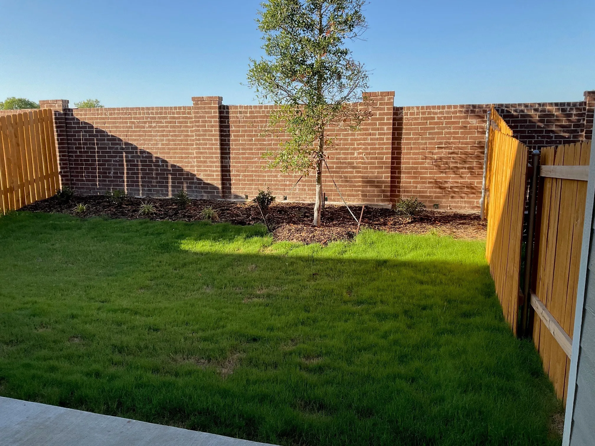 Expansive lawn area featuring a newly planted tree, surrounded by a wood privacy fence and a brick wall