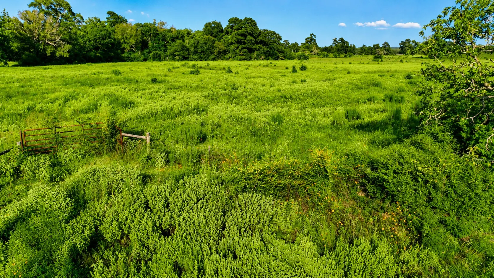 Unimproved Land For Sale in Leon County , TBD Cr 114, Centerville, Texas 75833, 0, 0, Garage spaces, 0 Sqft, built in 0, Price $129,900, mls#21336311, Real Estate Agent in Centerville, Homes For Sale in Leon county, Homes For Sale in Centerville, Realtor in Centerville Texas, Real Estate Brokerage Independent Realty Texas, Luminita Cordes Realtor