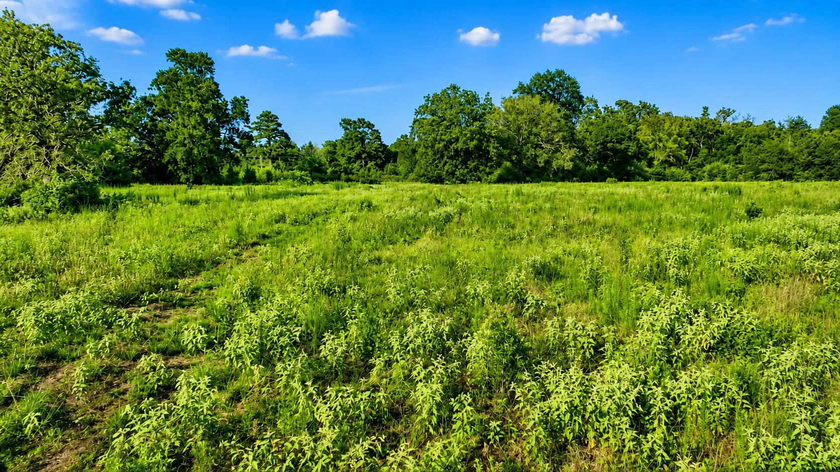 Unimproved Land For Sale in Leon County , TBD Cr 114, Centerville, Texas 75833, 0, 0, Garage spaces, 0 Sqft, built in 0, Price $129,900, mls#21336311, Real Estate Agent in Centerville, Homes For Sale in Leon county, Homes For Sale in Centerville, Realtor in Centerville Texas, Real Estate Brokerage Independent Realty Texas, Luminita Cordes Realtor