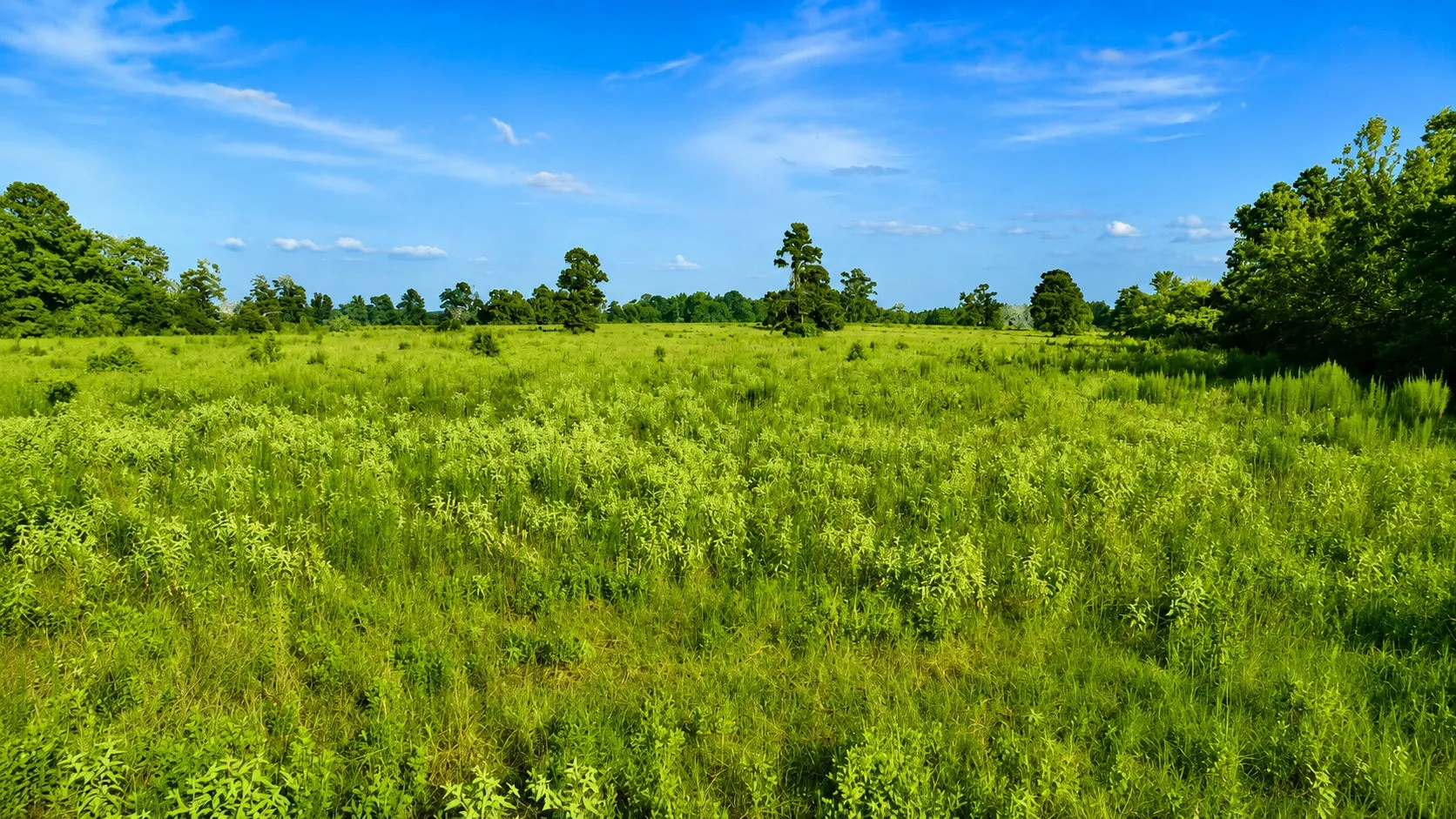 Unimproved Land For Sale in Leon County , TBD Cr 114, Centerville, Texas 75833, 0, 0, Garage spaces, 0 Sqft, built in 0, Price $129,900, mls#21336311, Real Estate Agent in Centerville, Homes For Sale in Leon county, Homes For Sale in Centerville, Realtor in Centerville Texas, Real Estate Brokerage Independent Realty Texas, Luminita Cordes Realtor