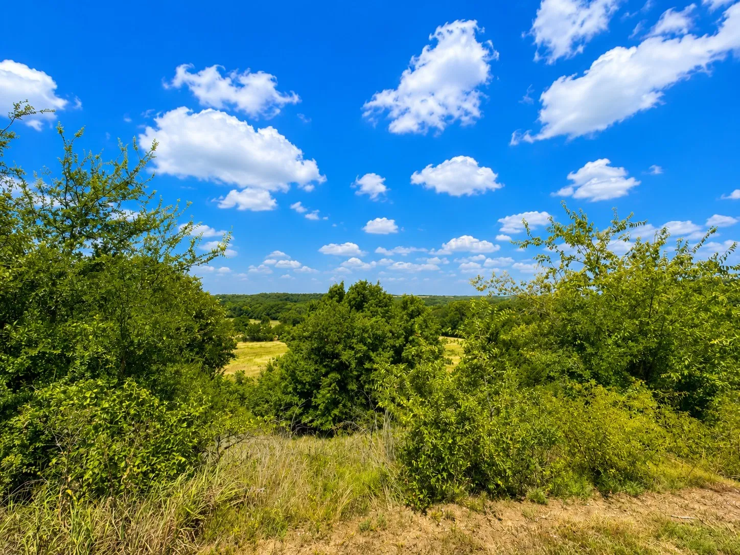 view overlooking greenwood.