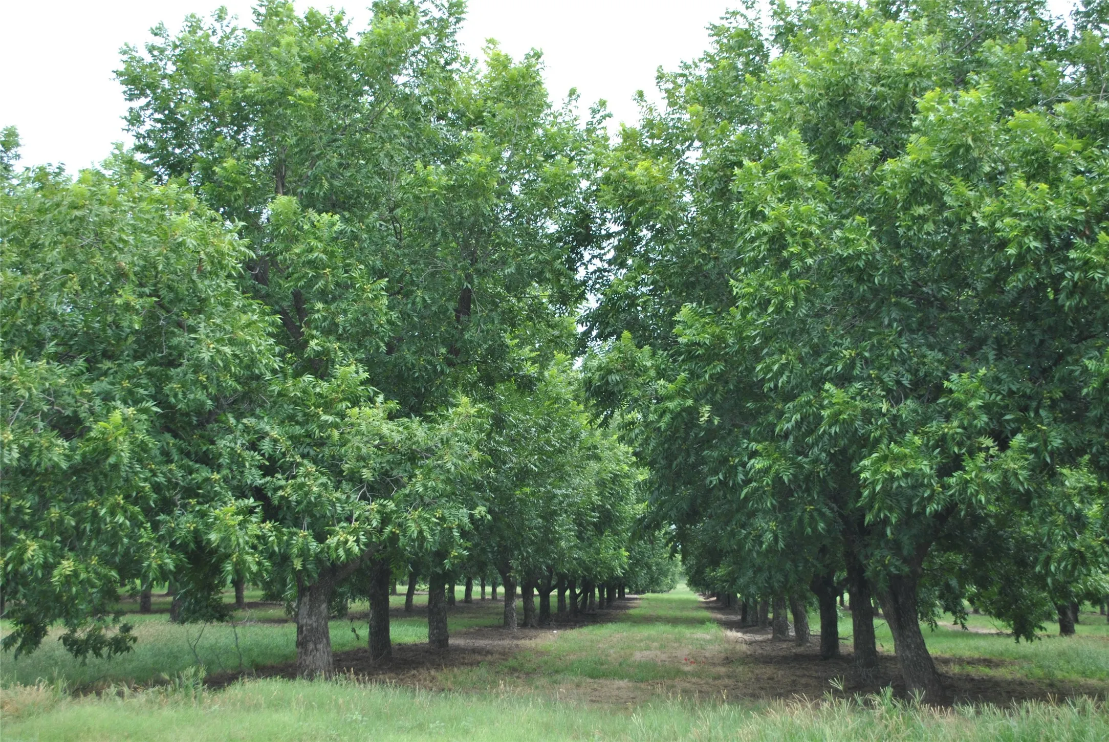 Improved Land For Sale in Comanche County , TBD CR 424, Comanche, Texas 76442, 0, 0, Garage spaces, 0 Sqft, built in 0, Price $995,000, mls#21336387, Real Estate Agent in Comanche, Homes For Sale in Comanche county, Homes For Sale in Comanche, Realtor in Comanche Texas, Real Estate Brokerage Independent Realty Texas, Luminita Cordes Realtor