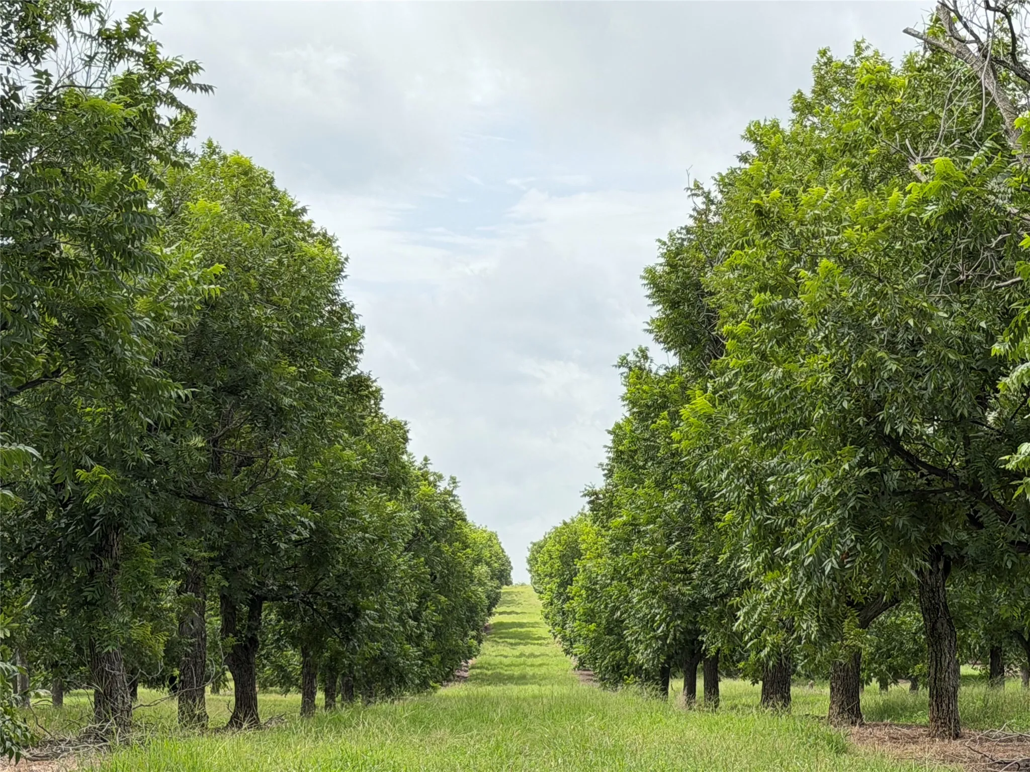 Improved Land For Sale in Comanche County , TBD CR 424, Comanche, Texas 76442, 0, 0, Garage spaces, 0 Sqft, built in 0, Price $995,000, mls#21336387, Real Estate Agent in Comanche, Homes For Sale in Comanche county, Homes For Sale in Comanche, Realtor in Comanche Texas, Real Estate Brokerage Independent Realty Texas, Luminita Cordes Realtor
