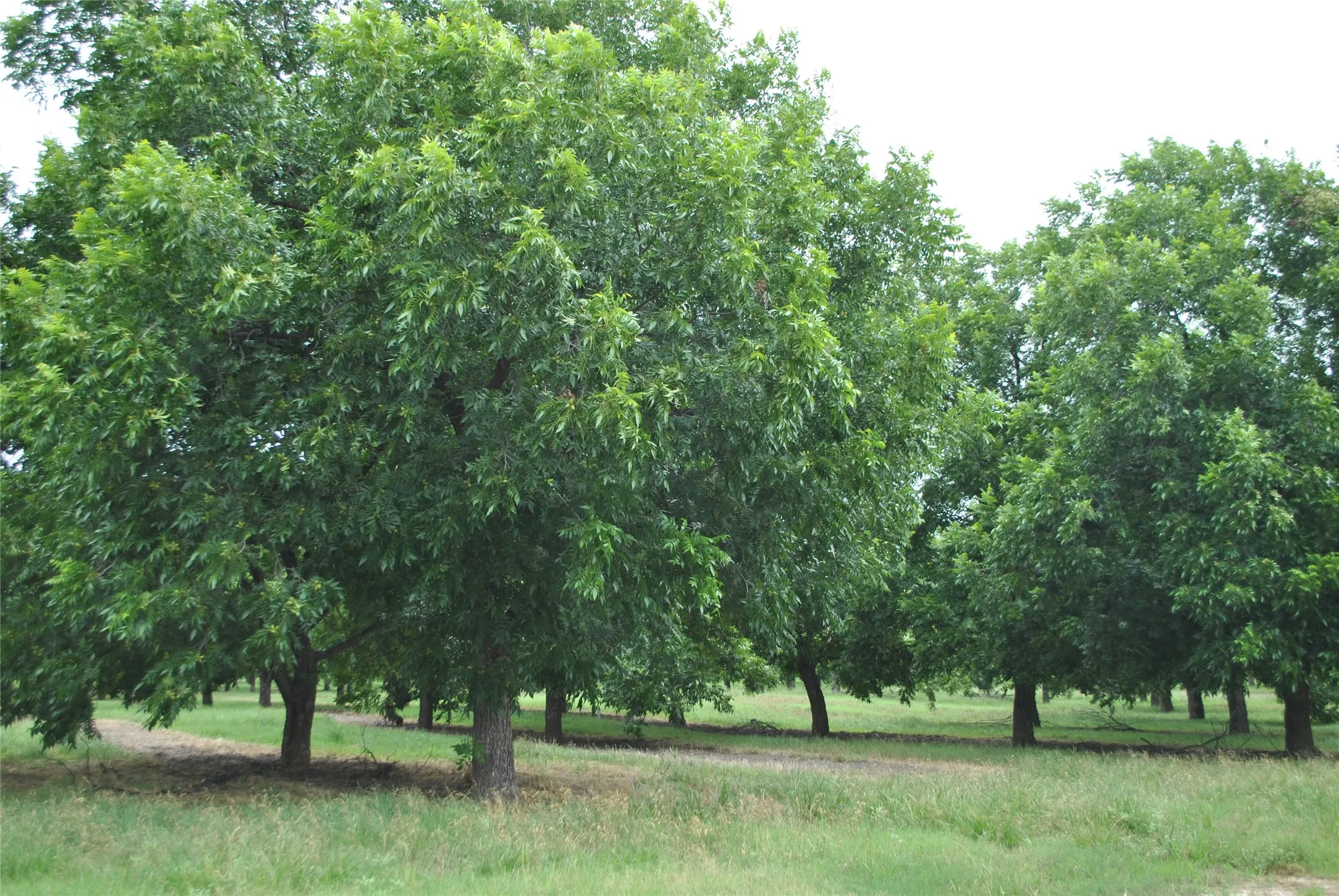 Improved Land For Sale in Comanche County , TBD CR 424, Comanche, Texas 76442, 0, 0, Garage spaces, 0 Sqft, built in 0, Price $995,000, mls#21336387, Real Estate Agent in Comanche, Homes For Sale in Comanche county, Homes For Sale in Comanche, Realtor in Comanche Texas, Real Estate Brokerage Independent Realty Texas, Luminita Cordes Realtor