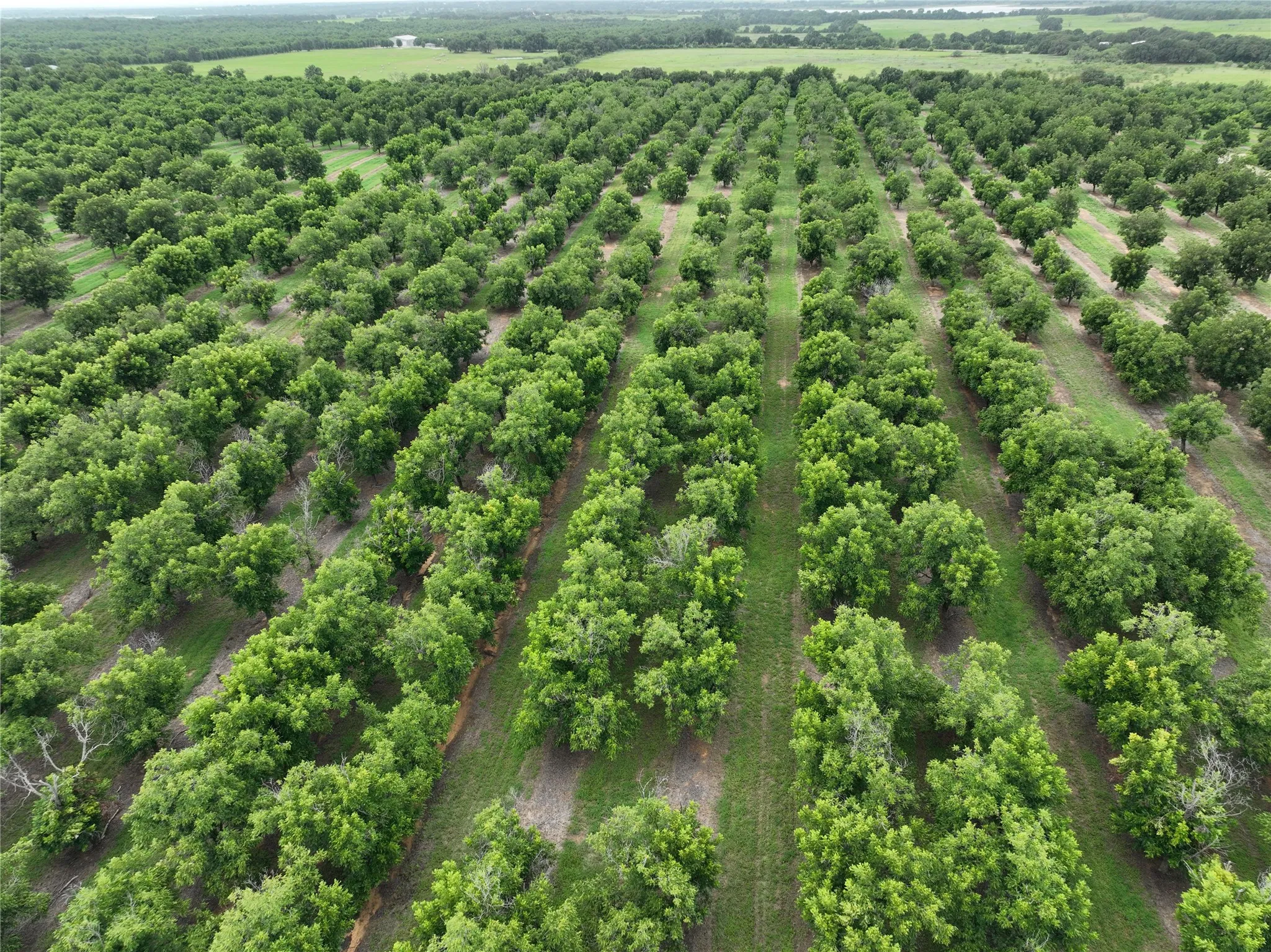 Improved Land For Sale in Comanche County , TBD CR 424, Comanche, Texas 76442, 0, 0, Garage spaces, 0 Sqft, built in 0, Price $995,000, mls#21336387, Real Estate Agent in Comanche, Homes For Sale in Comanche county, Homes For Sale in Comanche, Realtor in Comanche Texas, Real Estate Brokerage Independent Realty Texas, Luminita Cordes Realtor