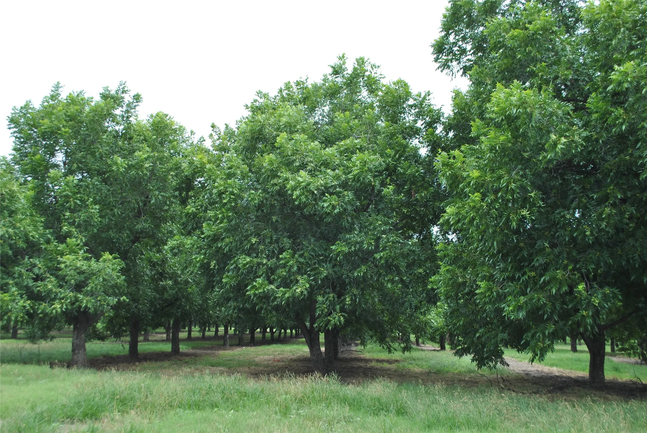Improved Land For Sale in Comanche County , TBD CR 424, Comanche, Texas 76442, 0, 0, Garage spaces, 0 Sqft, built in 0, Price $995,000, mls#21336387, Real Estate Agent in Comanche, Homes For Sale in Comanche county, Homes For Sale in Comanche, Realtor in Comanche Texas, Real Estate Brokerage Independent Realty Texas, Luminita Cordes Realtor