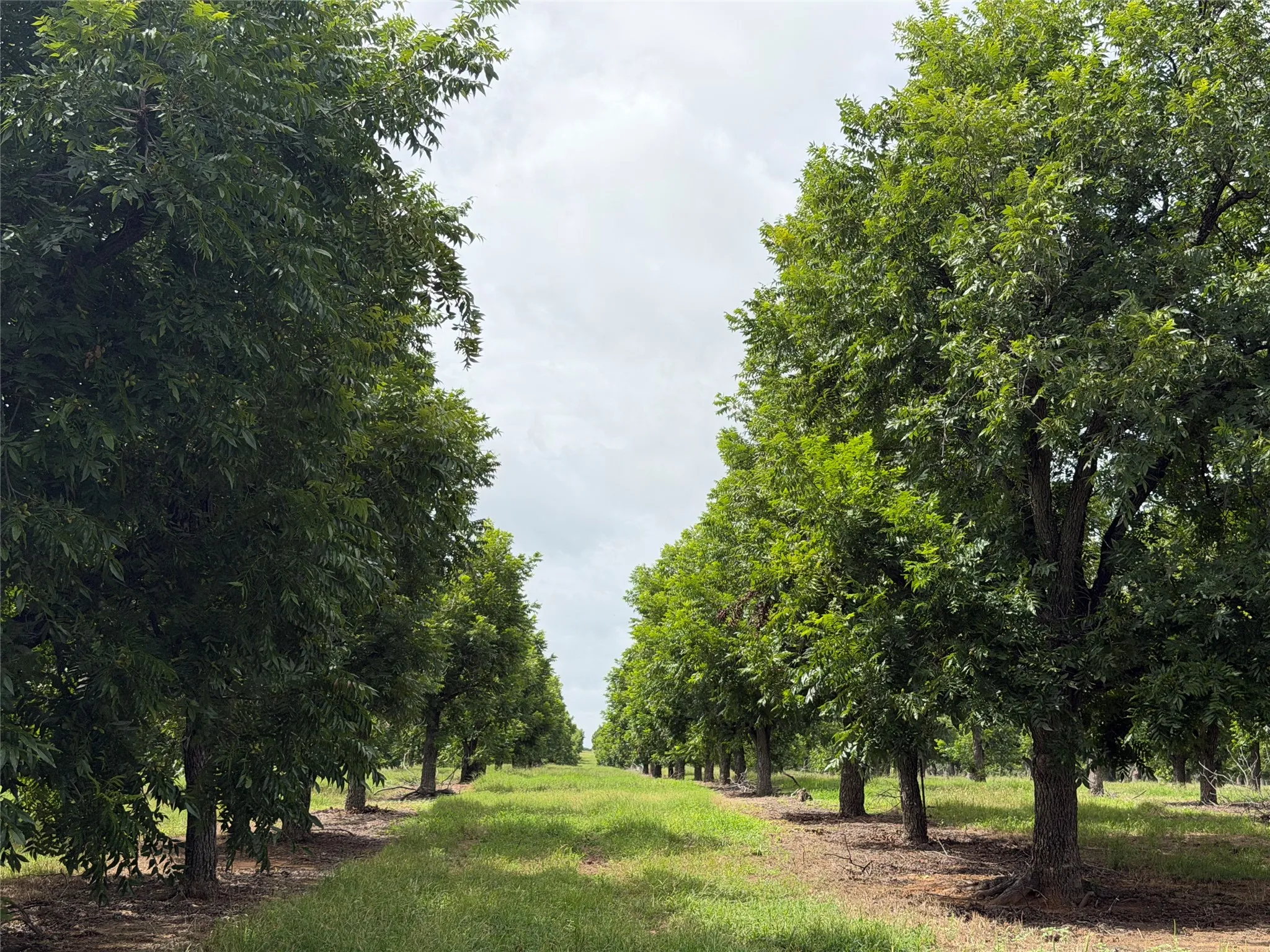 Improved Land For Sale in Comanche County , TBD CR 424, Comanche, Texas 76442, 0, 0, Garage spaces, 0 Sqft, built in 0, Price $995,000, mls#21336387, Real Estate Agent in Comanche, Homes For Sale in Comanche county, Homes For Sale in Comanche, Realtor in Comanche Texas, Real Estate Brokerage Independent Realty Texas, Luminita Cordes Realtor