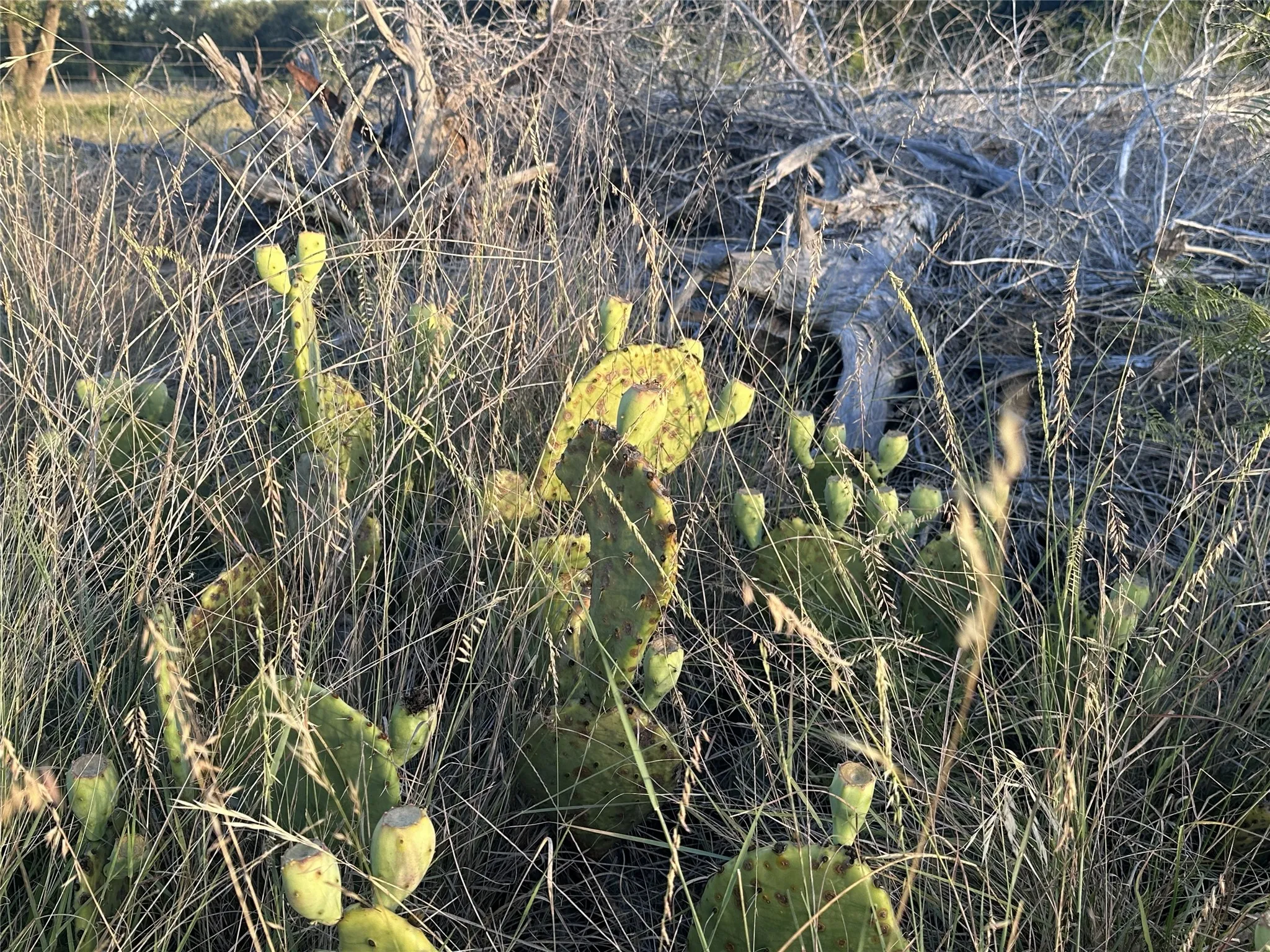 Unimproved Land For Sale in Travis County , 4805 Lookout Ridge Dr, Marble Falls, Texas 78654, 0, 0, Garage spaces, 0 Sqft, built in 0, Price $2,250,000, mls#21330208, Real Estate Agent in Marble Falls, Homes For Sale in Travis county, Homes For Sale in Marble Falls, Realtor in Marble Falls Texas, Real Estate Brokerage Independent Realty Texas, Luminita Cordes Realtor