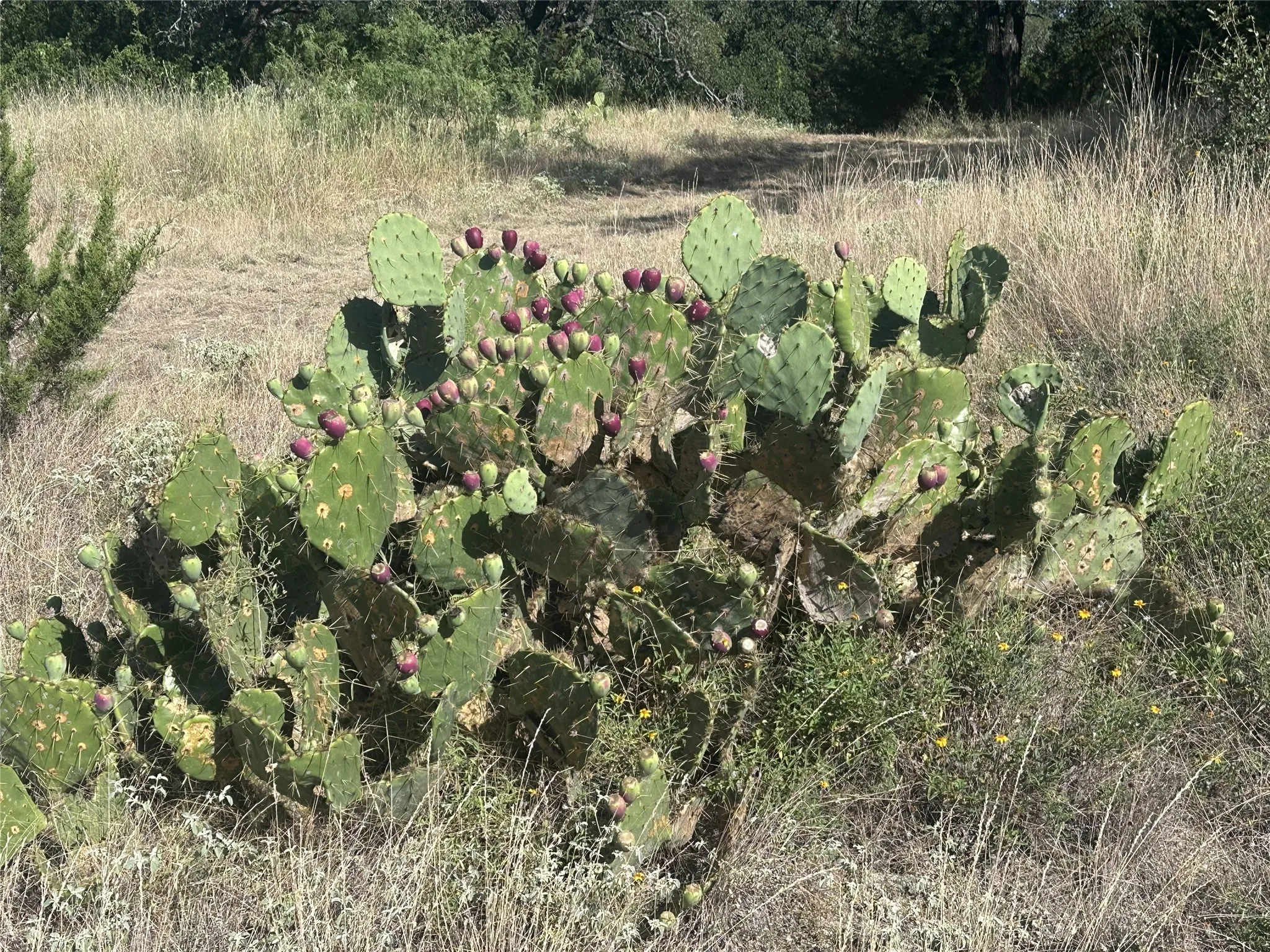 Unimproved Land For Sale in Travis County , 4805 Lookout Ridge Dr, Marble Falls, Texas 78654, 0, 0, Garage spaces, 0 Sqft, built in 0, Price $2,250,000, mls#21330208, Real Estate Agent in Marble Falls, Homes For Sale in Travis county, Homes For Sale in Marble Falls, Realtor in Marble Falls Texas, Real Estate Brokerage Independent Realty Texas, Luminita Cordes Realtor