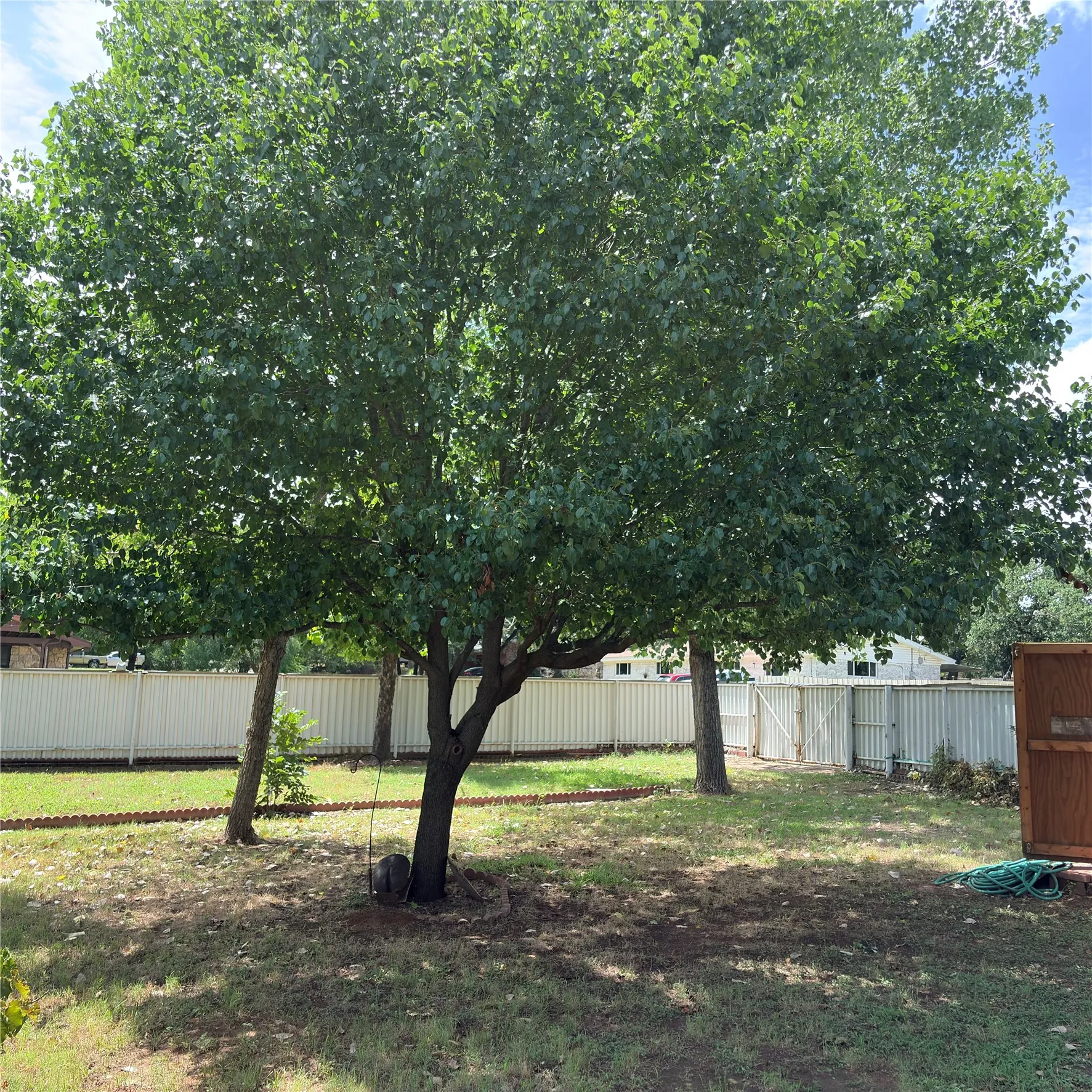 Spacious backyard featuring multiple mature trees, a white corrugated fence, a brown wood-paneled shed, and a gate