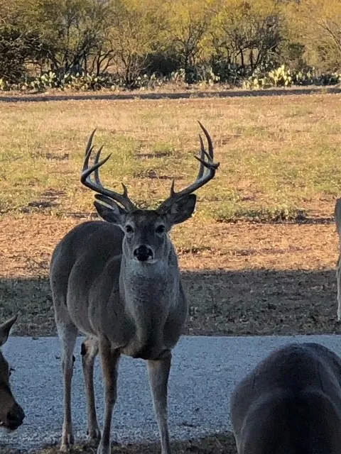 Single Family Residence For Sale in Mc Culloch County , 300 N Shore, Brady, Texas 76825, 2 Bedroom, 1 Bathroom, Garage spaces, 1,404 Sqft, built in 1972, mls#21336834, Real Estate Agent in Brady, Homes For Sale in Mc Culloch county, Homes For Sale in Brady, Realtor in Brady Texas, Real Estate Brokerage Independent Realty Texas, Luminita Cordes Realtor