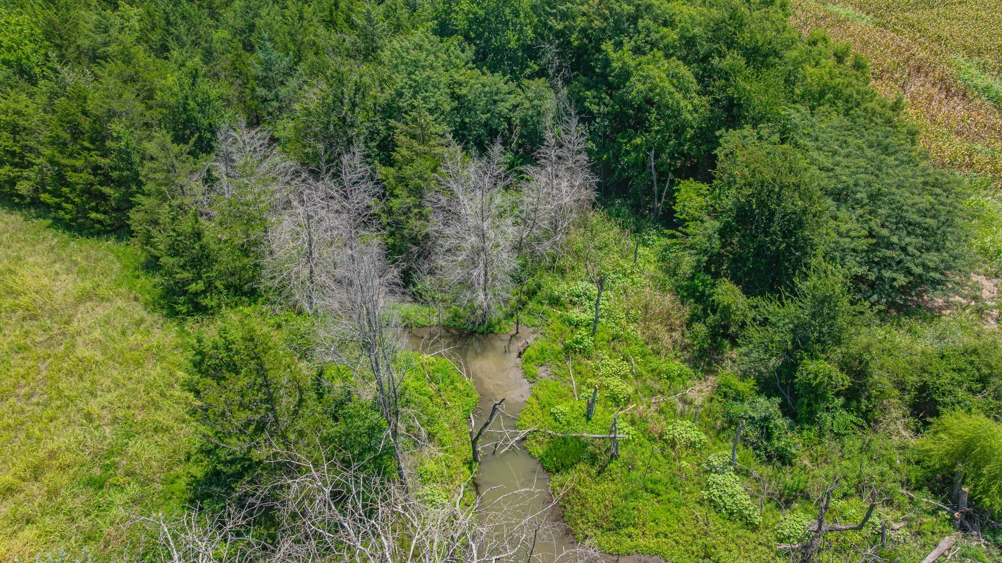 Unimproved Land For Sale in Delta County , TBD Cr 3320 End, Pecan Gap, Texas 75469, 0, 0, Garage spaces, 0 Sqft, built in 0, Price $350,000, mls#21337023, Real Estate Agent in Pecan Gap, Homes For Sale in Delta county, Homes For Sale in Pecan Gap, Realtor in Pecan Gap Texas, Real Estate Brokerage Independent Realty Texas, Luminita Cordes Realtor