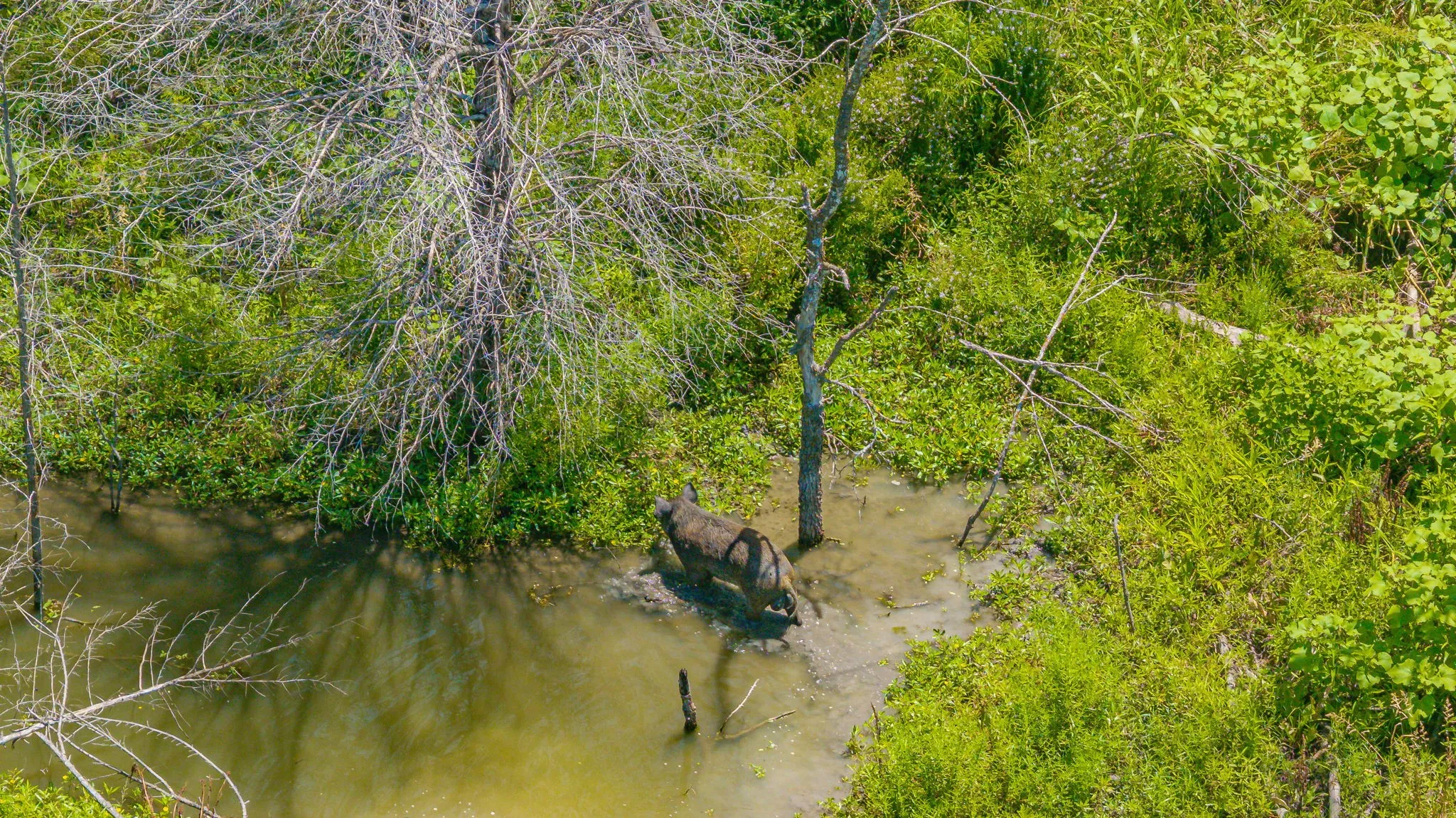 Unimproved Land For Sale in Delta County , TBD Cr 3320 End, Pecan Gap, Texas 75469, 0, 0, Garage spaces, 0 Sqft, built in 0, Price $350,000, mls#21337023, Real Estate Agent in Pecan Gap, Homes For Sale in Delta county, Homes For Sale in Pecan Gap, Realtor in Pecan Gap Texas, Real Estate Brokerage Independent Realty Texas, Luminita Cordes Realtor