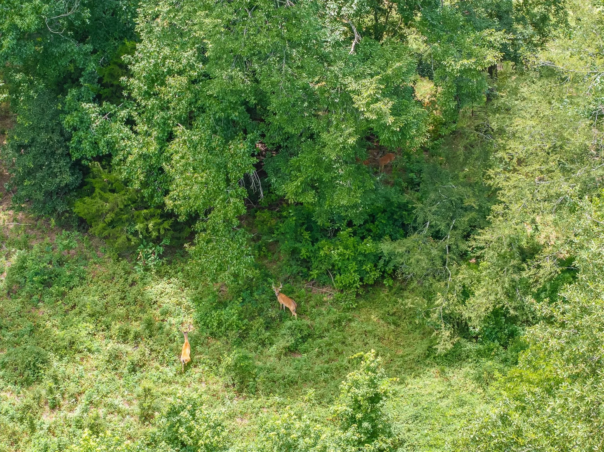 Unimproved Land For Sale in Van Zandt County , 4900 FM 2909, Canton, Texas 75103, 0, 0, Garage spaces, 0 Sqft, built in 0, Price $400,000, mls#21337279, Real Estate Agent in Canton, Homes For Sale in Van Zandt county, Homes For Sale in Canton, Realtor in Canton Texas, Real Estate Brokerage Independent Realty Texas, Luminita Cordes Realtor