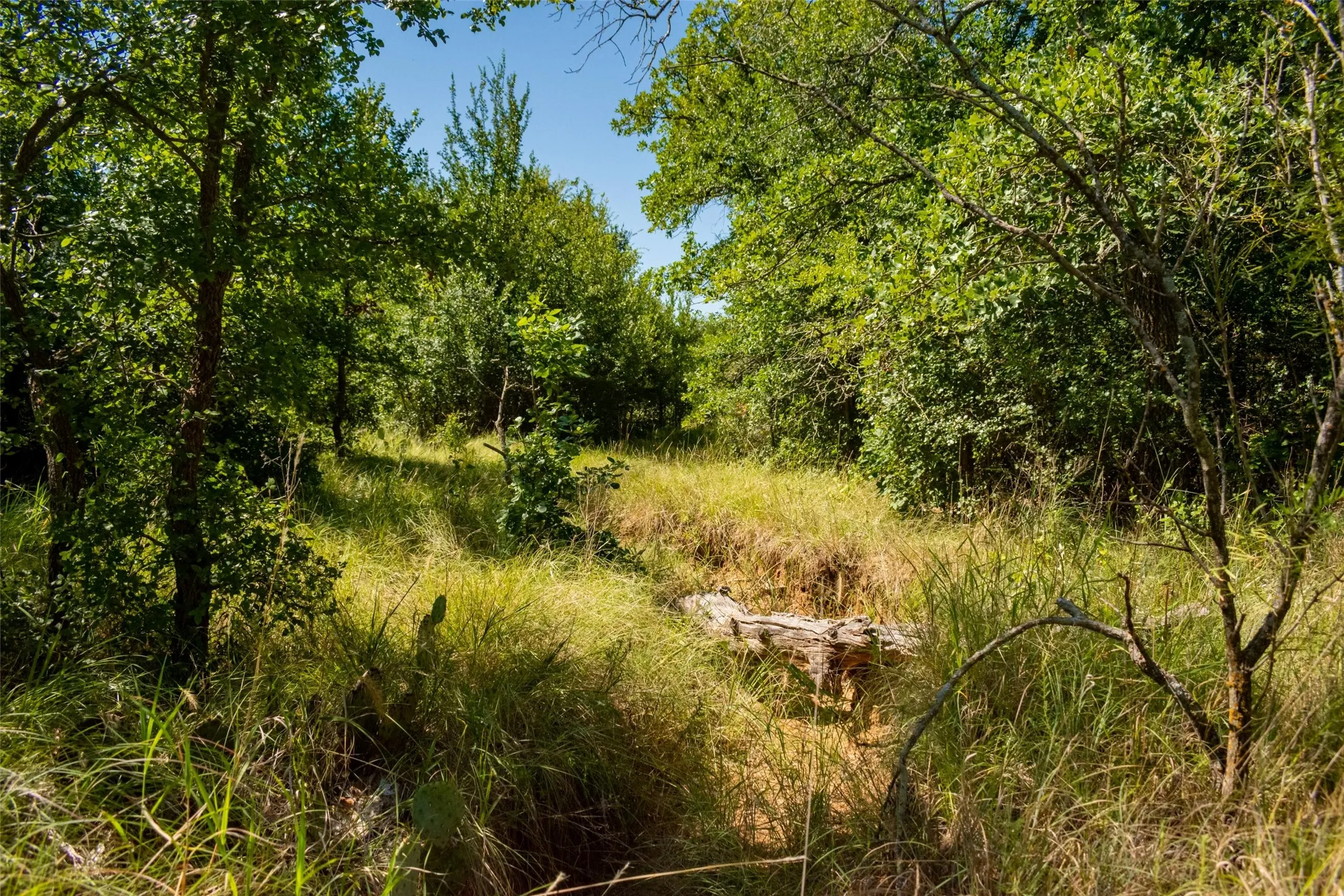 Unimproved Land For Sale in Jack County , TBD Nash Road, Jacksboro, Texas 76458, 0, 0, Garage spaces, 0 Sqft, built in 0, mls#21335252, Real Estate Agent in Jacksboro, Homes For Sale in Jack county, Homes For Sale in Jacksboro, Realtor in Jacksboro Texas, Real Estate Brokerage Independent Realty Texas, Luminita Cordes Realtor