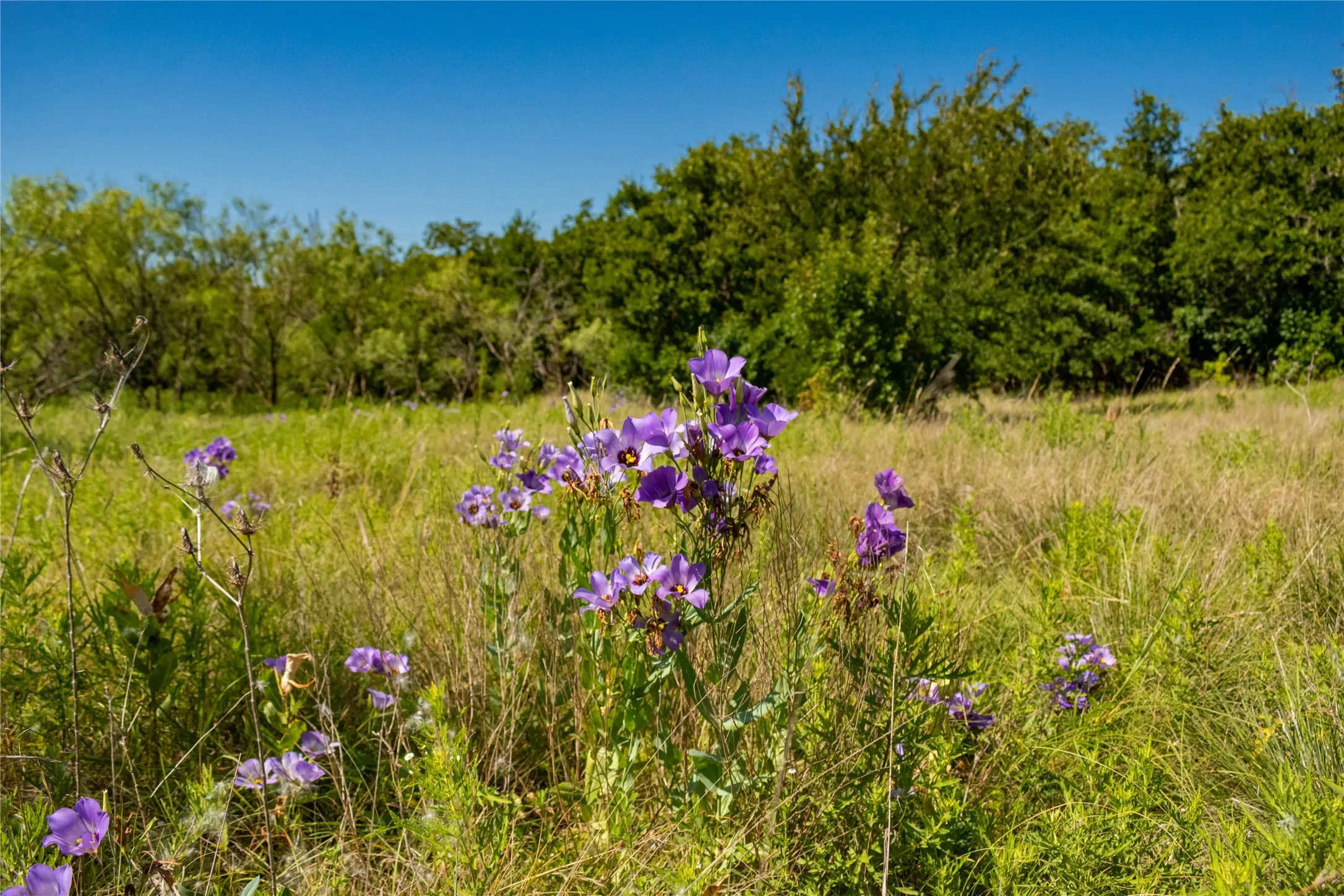 Unimproved Land For Sale in Jack County , TBD Nash Road, Jacksboro, Texas 76458, 0, 0, Garage spaces, 0 Sqft, built in 0, mls#21335252, Real Estate Agent in Jacksboro, Homes For Sale in Jack county, Homes For Sale in Jacksboro, Realtor in Jacksboro Texas, Real Estate Brokerage Independent Realty Texas, Luminita Cordes Realtor