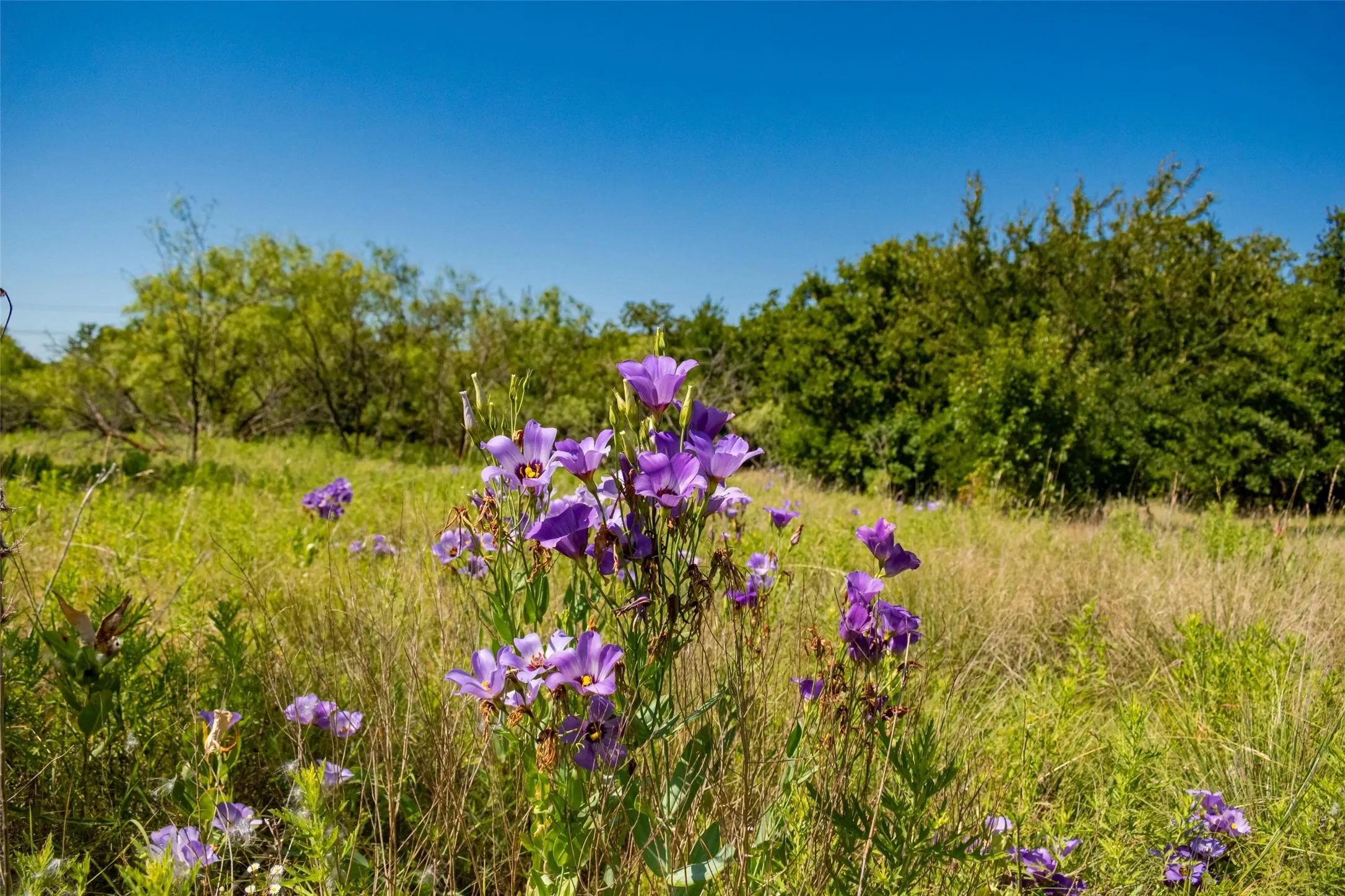 Unimproved Land For Sale in Jack County , TBD Nash Road, Jacksboro, Texas 76458, 0, 0, Garage spaces, 0 Sqft, built in 0, mls#21335252, Real Estate Agent in Jacksboro, Homes For Sale in Jack county, Homes For Sale in Jacksboro, Realtor in Jacksboro Texas, Real Estate Brokerage Independent Realty Texas, Luminita Cordes Realtor