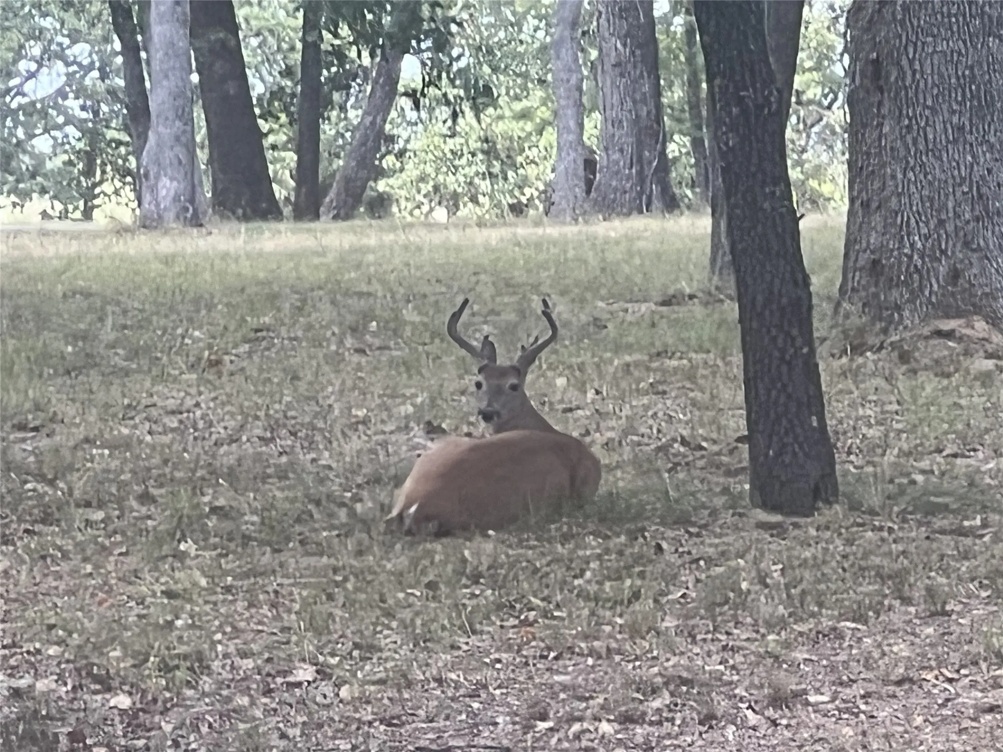 Improved Land For Sale in Henderson County , 132 Colonial Drive, Mabank, Texas 75156, 0, 0, Garage spaces, 0 Sqft, built in 0, Price $79,000, mls#21337499, Real Estate Agent in Mabank, Homes For Sale in Henderson county, Homes For Sale in Mabank, Realtor in Mabank Texas, Real Estate Brokerage Independent Realty Texas, Luminita Cordes Realtor