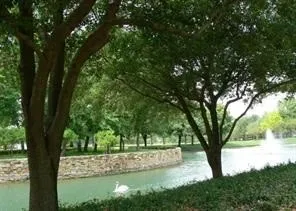 Townhouse For Rent in Collin County , 1152 Sophia Street, Allen, Texas 75013, 3 Bedroom, 3 Bathroom, 2 Garage spaces, 1,930 Sqft, built in 2007, mls#21337455, Real Estate Agent in Allen, Homes For Rent in Collin county, Homes For Rent in Allen, Realtor in Allen Texas, Real Estate Brokerage Independent Realty Texas, Luminita Cordes Realtor