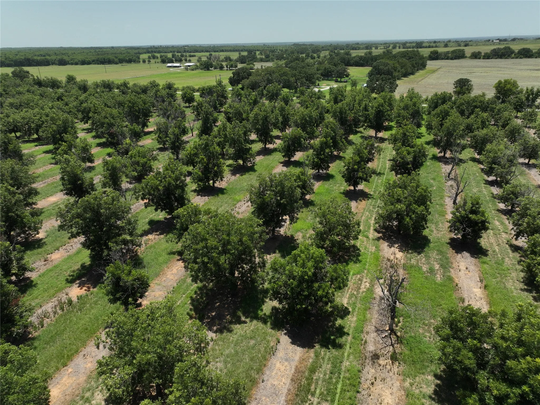 Improved Land For Sale in Comanche County , TBD CR 426, Comanche, Texas 76442, 0, 0, Garage spaces, 0 Sqft, built in 0, Price $735,300, mls#21336470, Real Estate Agent in Comanche, Homes For Sale in Comanche county, Homes For Sale in Comanche, Realtor in Comanche Texas, Real Estate Brokerage Independent Realty Texas, Luminita Cordes Realtor