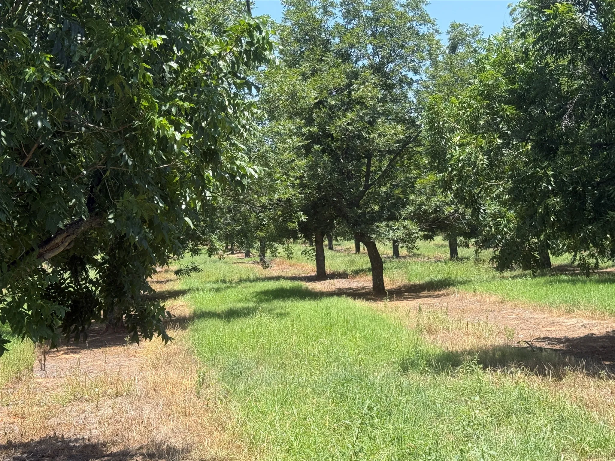 Improved Land For Sale in Comanche County , TBD CR 426, Comanche, Texas 76442, 0, 0, Garage spaces, 0 Sqft, built in 0, Price $735,300, mls#21336470, Real Estate Agent in Comanche, Homes For Sale in Comanche county, Homes For Sale in Comanche, Realtor in Comanche Texas, Real Estate Brokerage Independent Realty Texas, Luminita Cordes Realtor