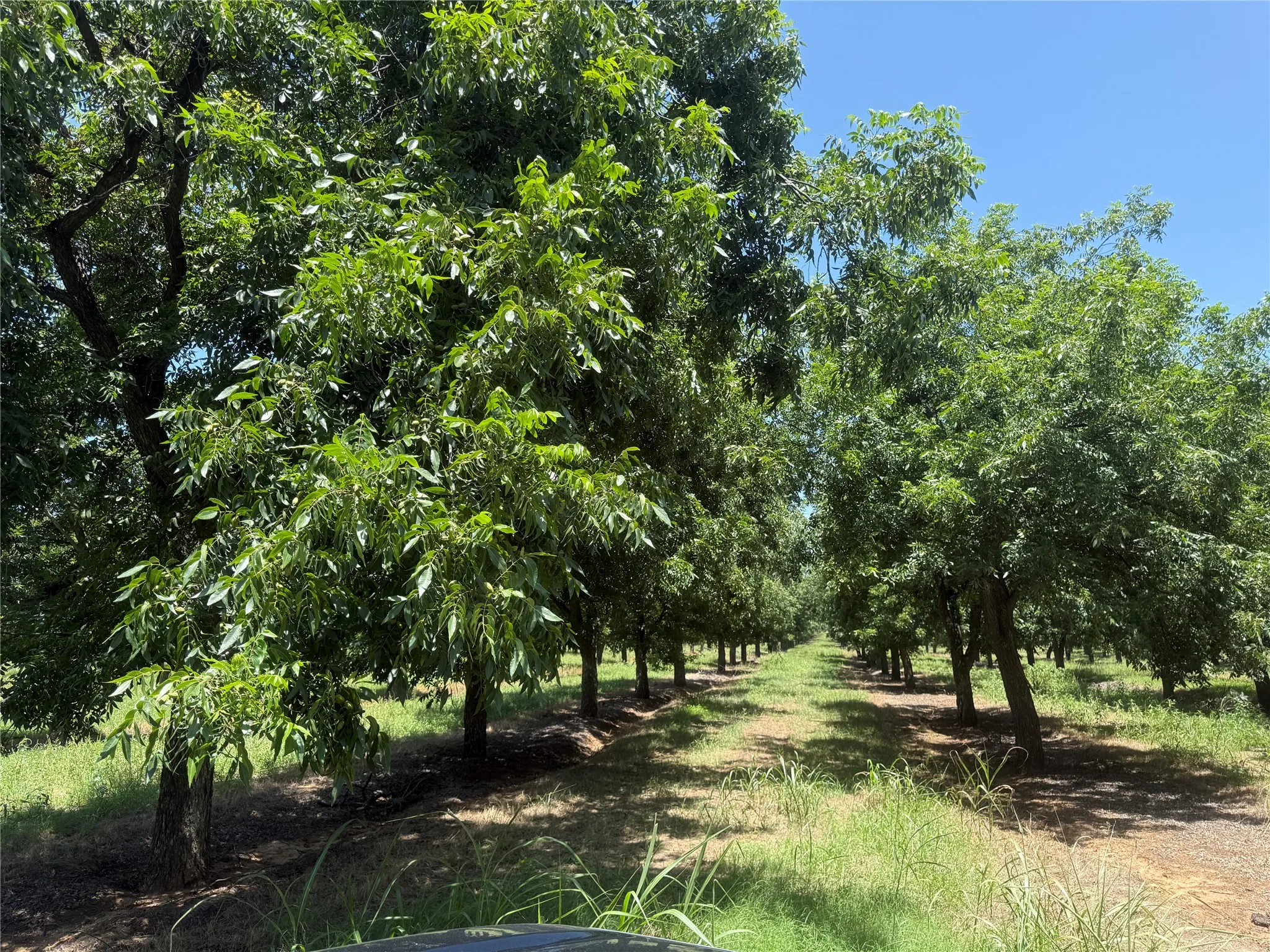 Improved Land For Sale in Comanche County , TBD CR 426, Comanche, Texas 76442, 0, 0, Garage spaces, 0 Sqft, built in 0, Price $735,300, mls#21336470, Real Estate Agent in Comanche, Homes For Sale in Comanche county, Homes For Sale in Comanche, Realtor in Comanche Texas, Real Estate Brokerage Independent Realty Texas, Luminita Cordes Realtor