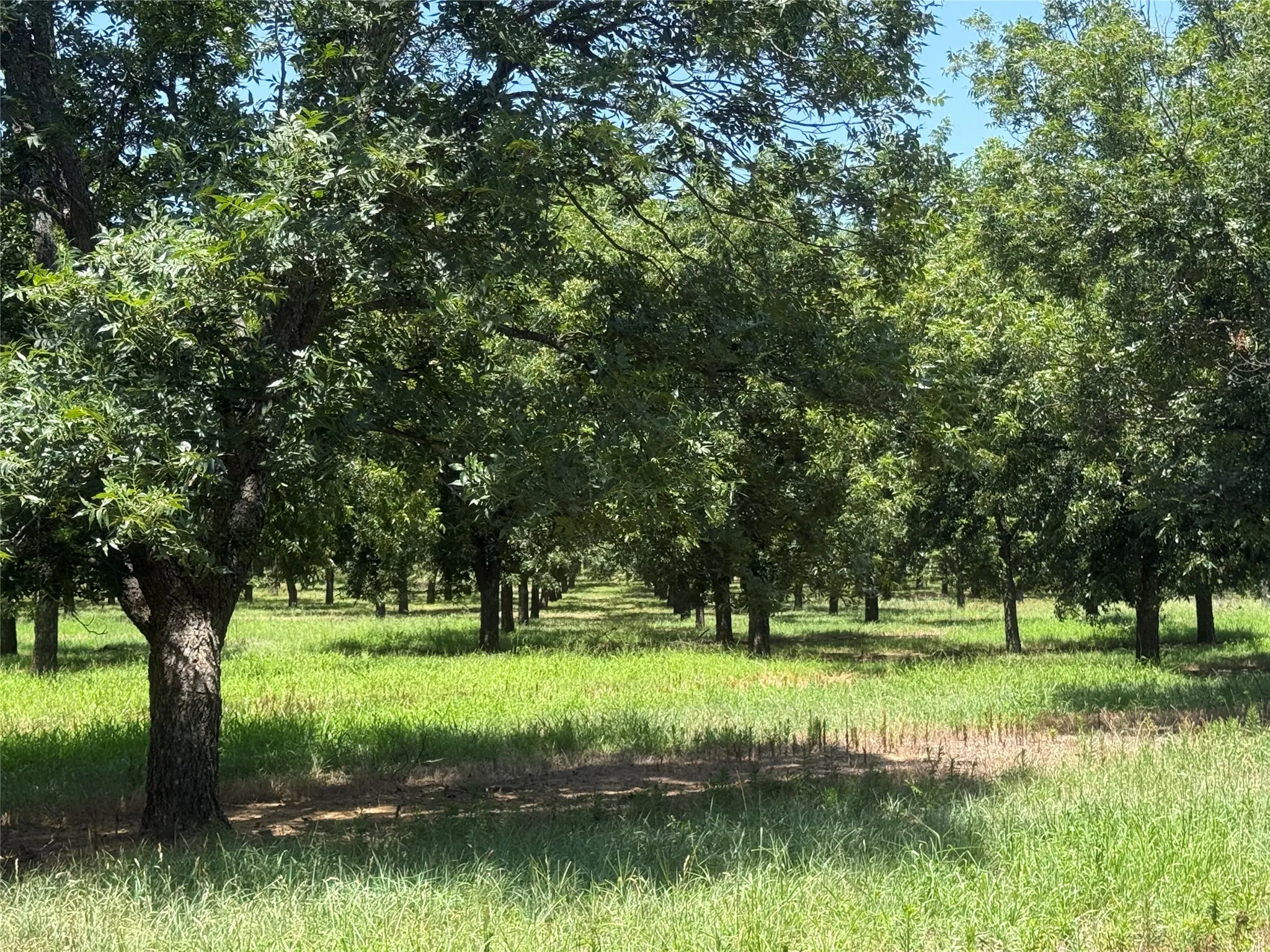 Improved Land For Sale in Comanche County , TBD CR 426, Comanche, Texas 76442, 0, 0, Garage spaces, 0 Sqft, built in 0, Price $735,300, mls#21336470, Real Estate Agent in Comanche, Homes For Sale in Comanche county, Homes For Sale in Comanche, Realtor in Comanche Texas, Real Estate Brokerage Independent Realty Texas, Luminita Cordes Realtor