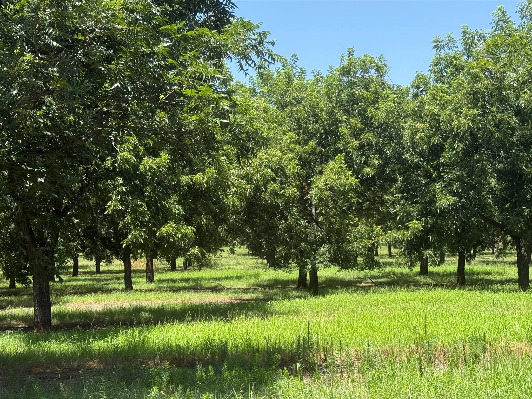 Improved Land For Sale in Comanche County , TBD CR 426, Comanche, Texas 76442, 0, 0, Garage spaces, 0 Sqft, built in 0, Price $735,300, mls#21336470, Real Estate Agent in Comanche, Homes For Sale in Comanche county, Homes For Sale in Comanche, Realtor in Comanche Texas, Real Estate Brokerage Independent Realty Texas, Luminita Cordes Realtor